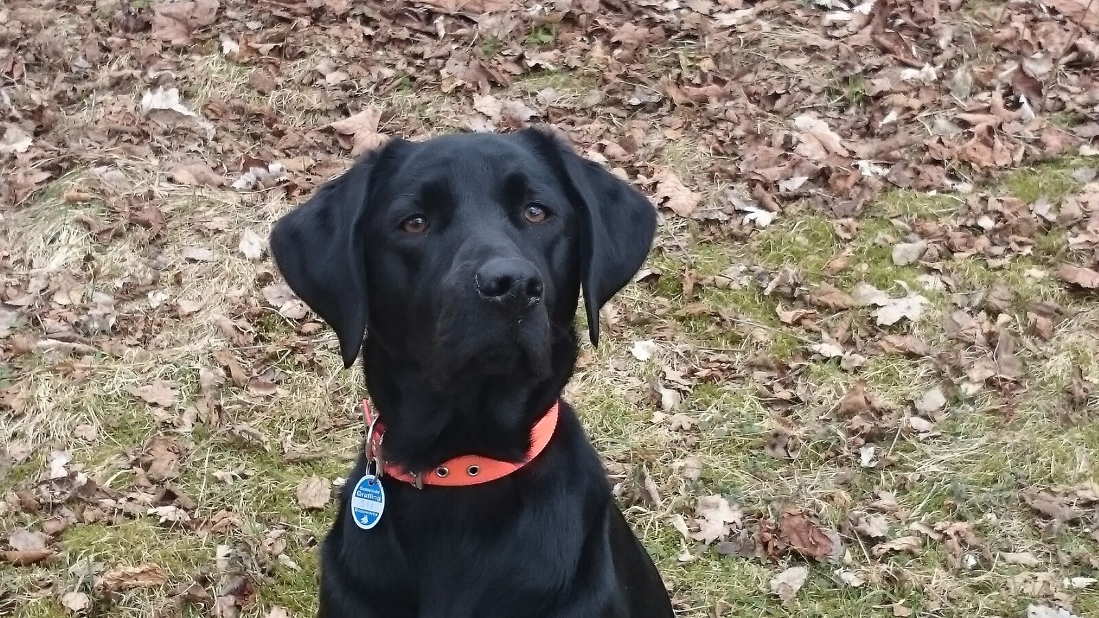 Sony Xperia Z1 Compact sample photo. Dog, animal, cute photography