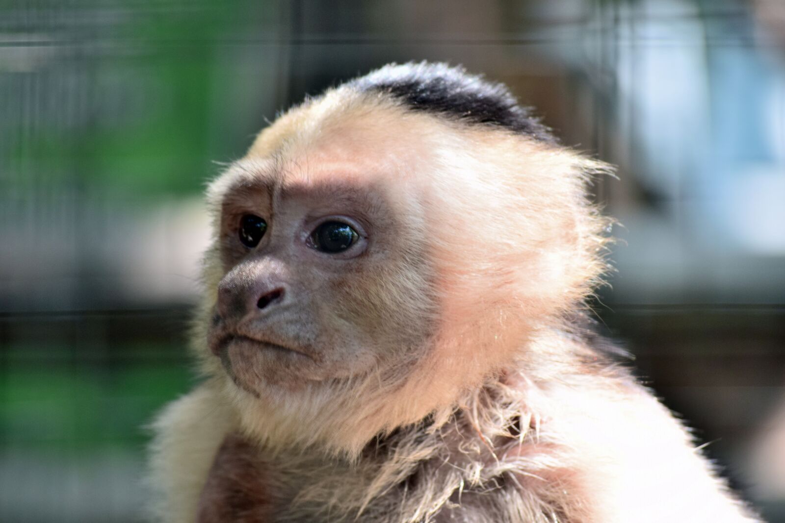 Nikon D3300 sample photo. Monkey, animal, nature photography