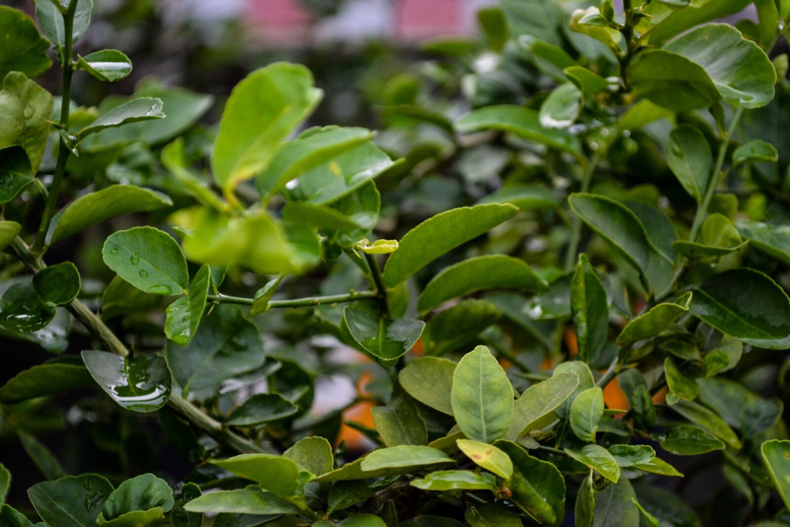 Nikon D3100 sample photo. Lemon leaves, plant, leaf photography