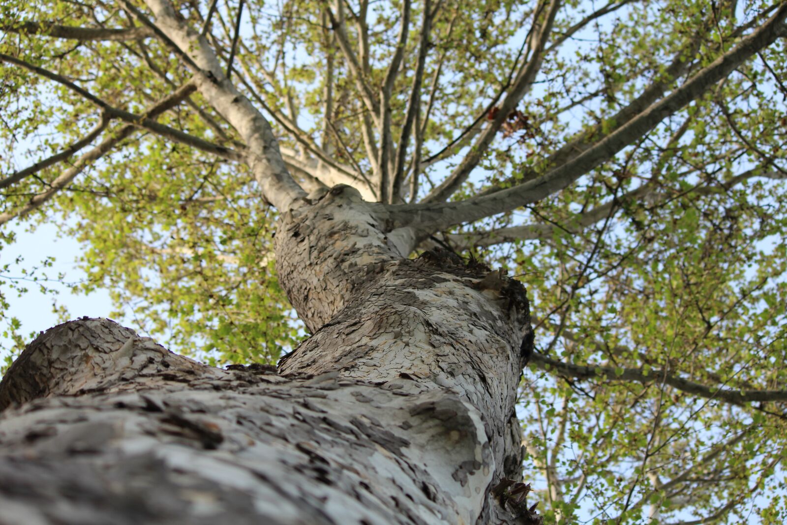 Canon EOS 600D (Rebel EOS T3i / EOS Kiss X5) sample photo. Tree, nature, wood photography