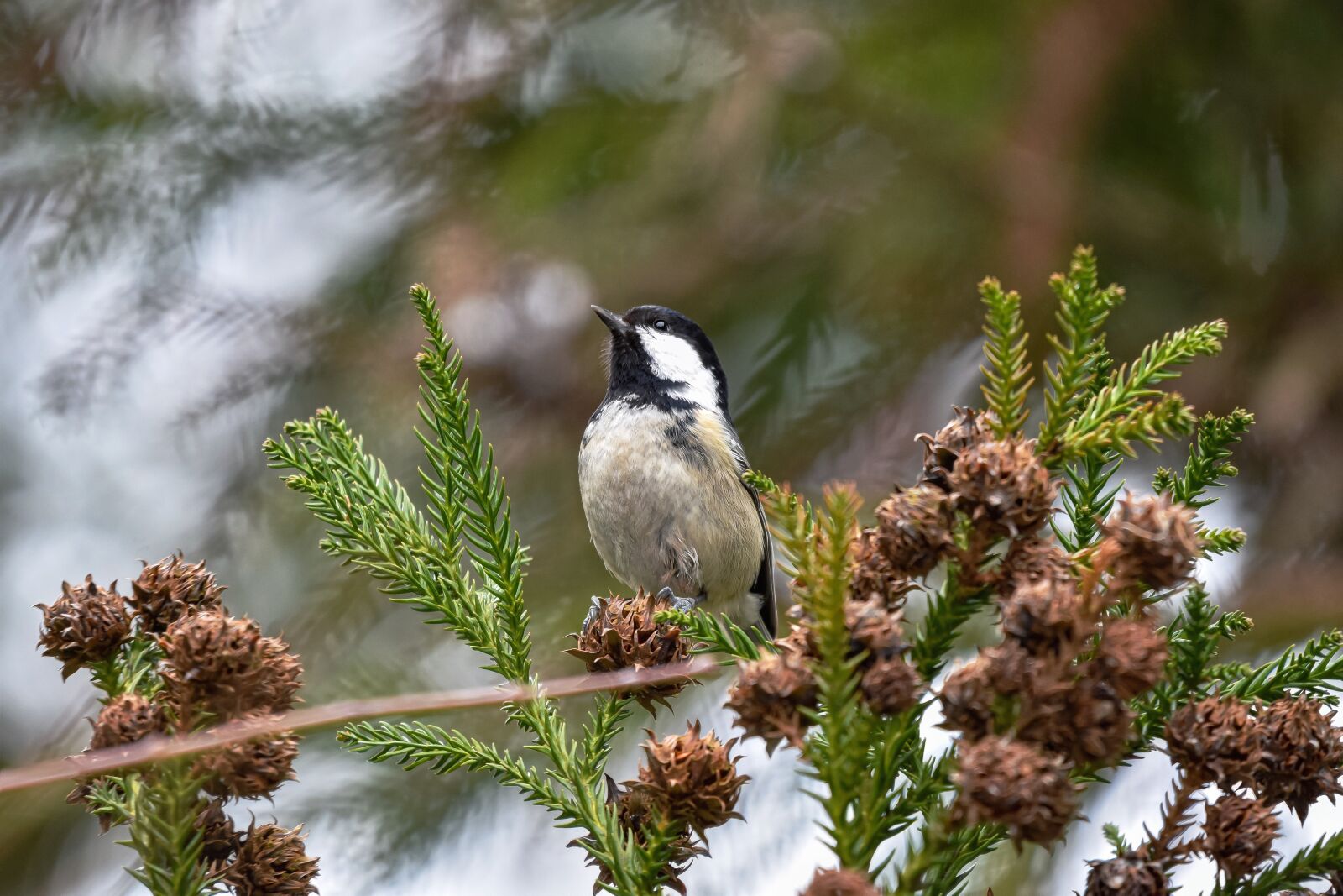 Nikon D7200 sample photo. Animal, forest, wood photography