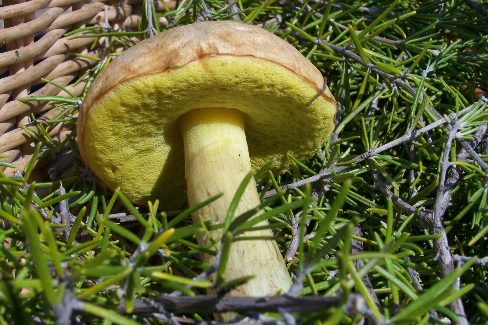 Kodak Z650 ZOOM DIGITAL CAMERA sample photo. Mushroom, mata-relatives, forest photography