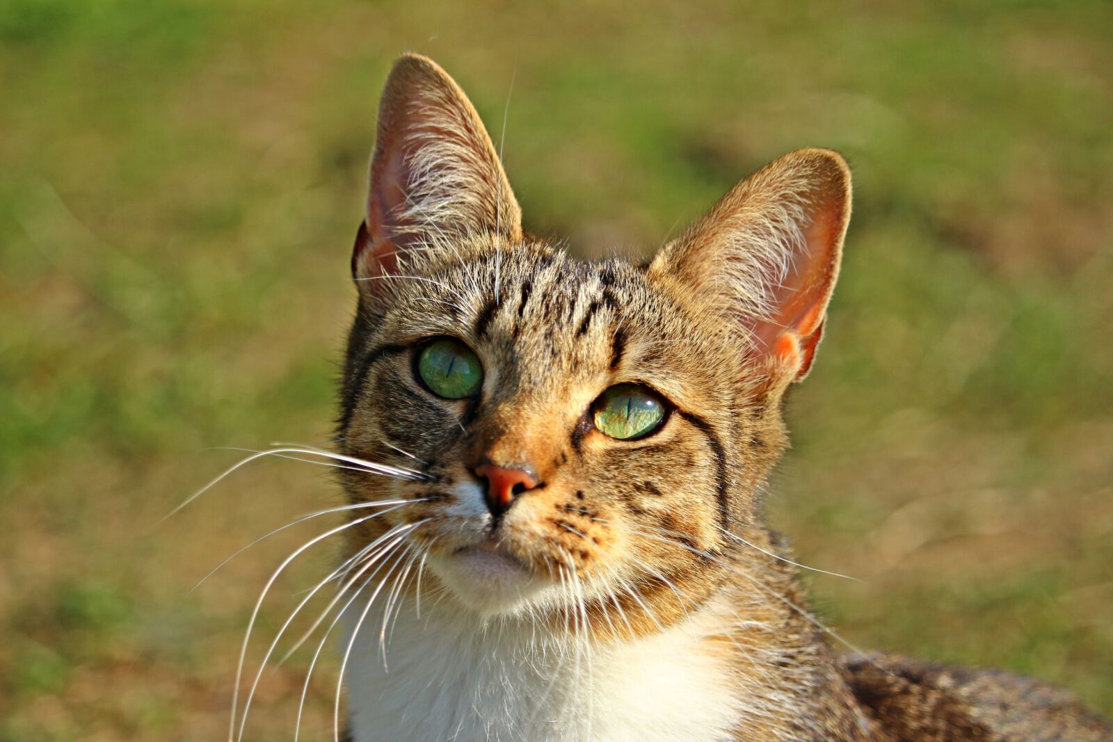 Canon EOS 100D (EOS Rebel SL1 / EOS Kiss X7) sample photo. Cat, mieze, tiger cat photography