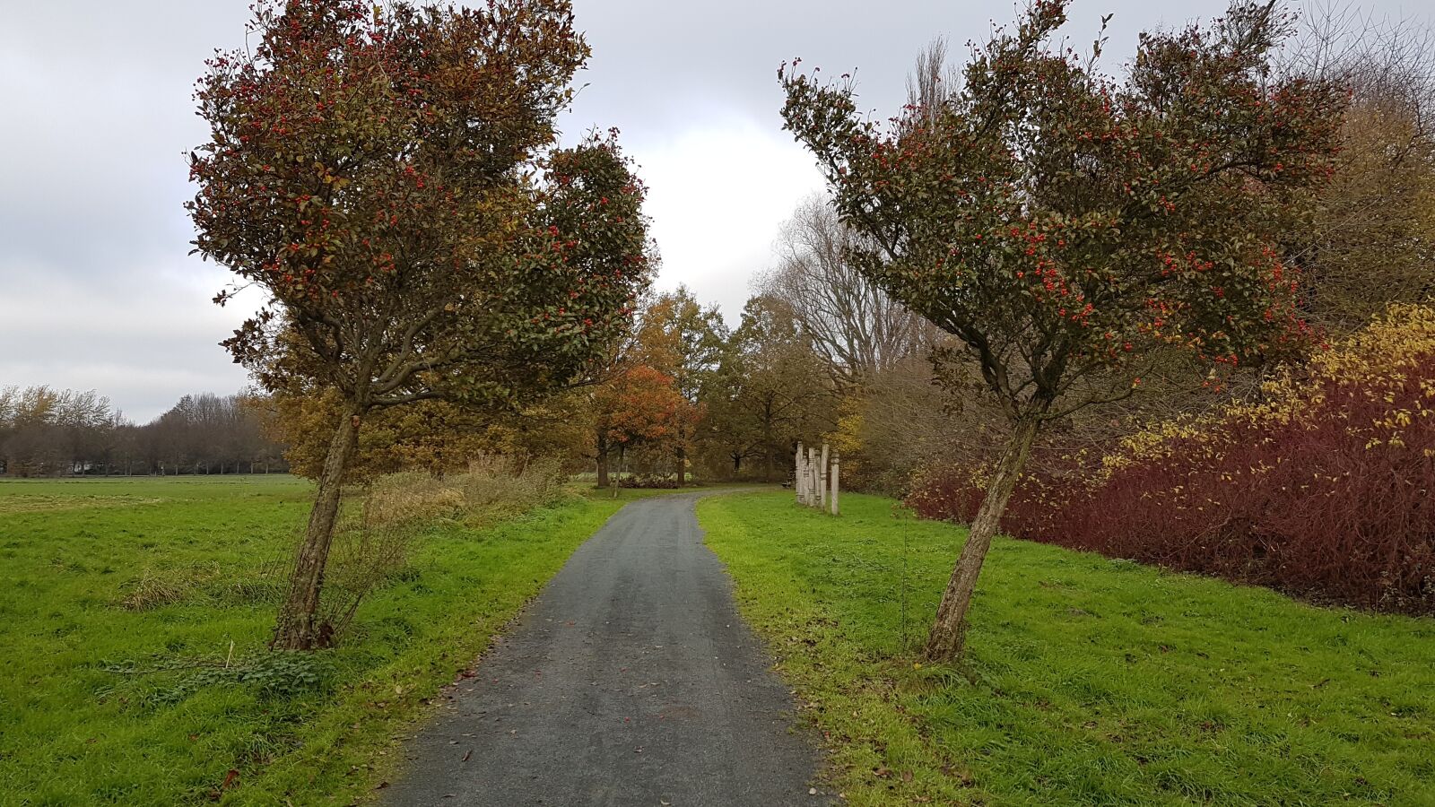Samsung Galaxy S7 sample photo. Nature, tree, away photography