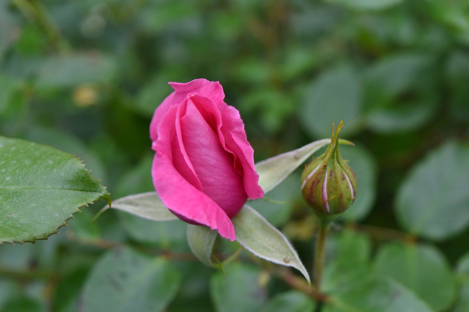 Nikon D5500 sample photo. Botanic, horticulture, pinkish, roses photography