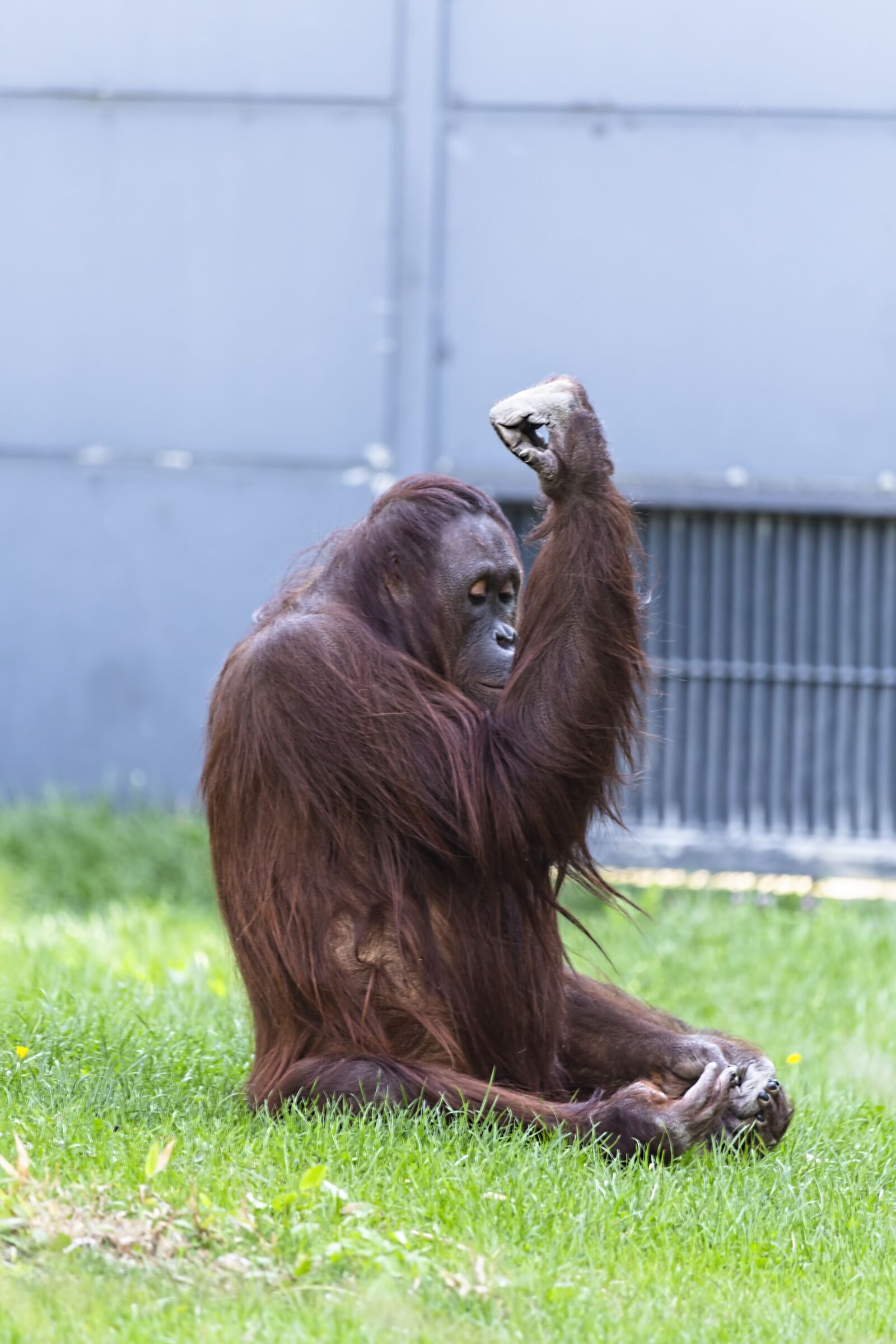 Canon EOS 700D (EOS Rebel T5i / EOS Kiss X7i) sample photo. Chimpanzee, monkey, ape photography