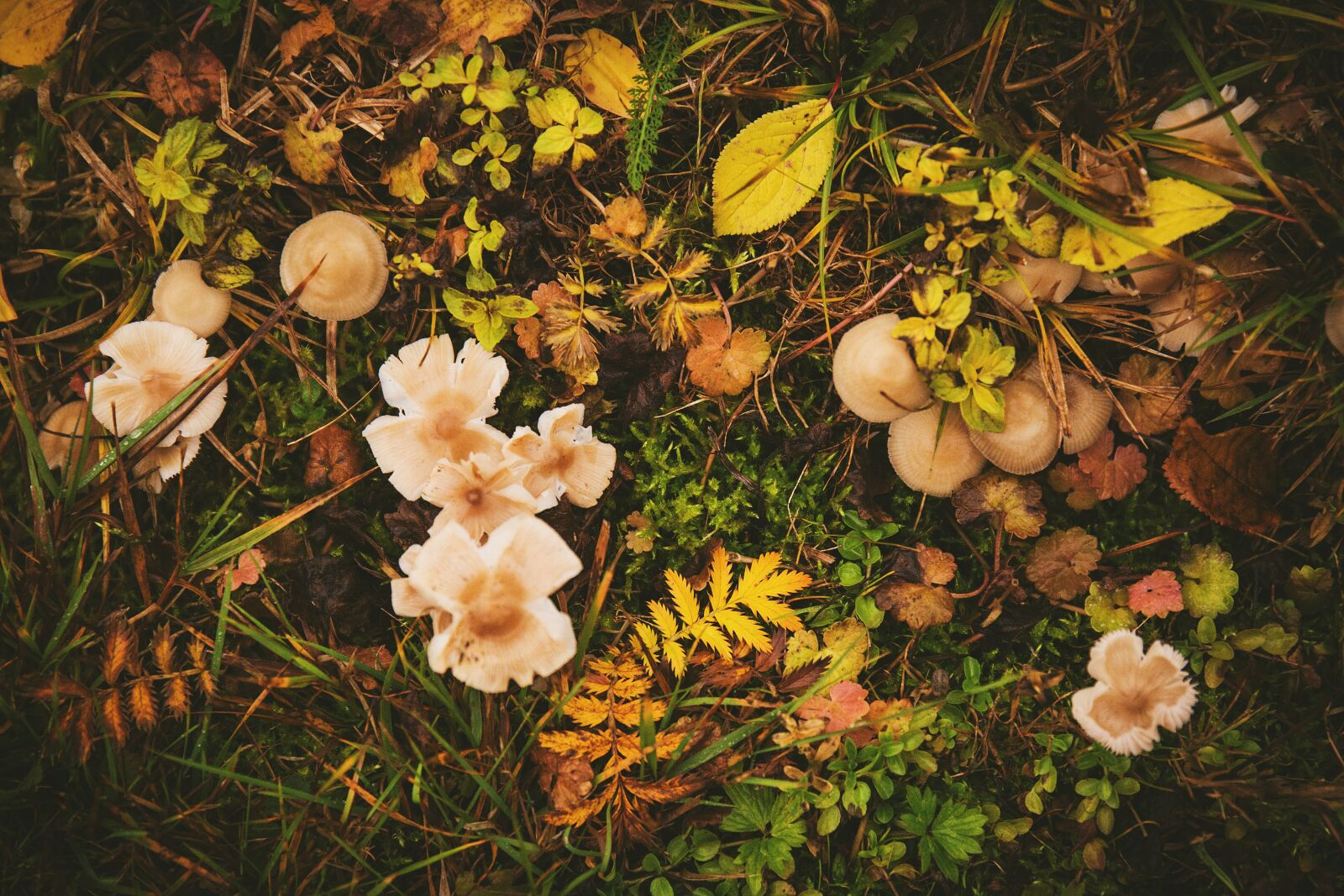 Canon EF 24-70mm F4L IS USM sample photo. Nature, autumn, fall photography