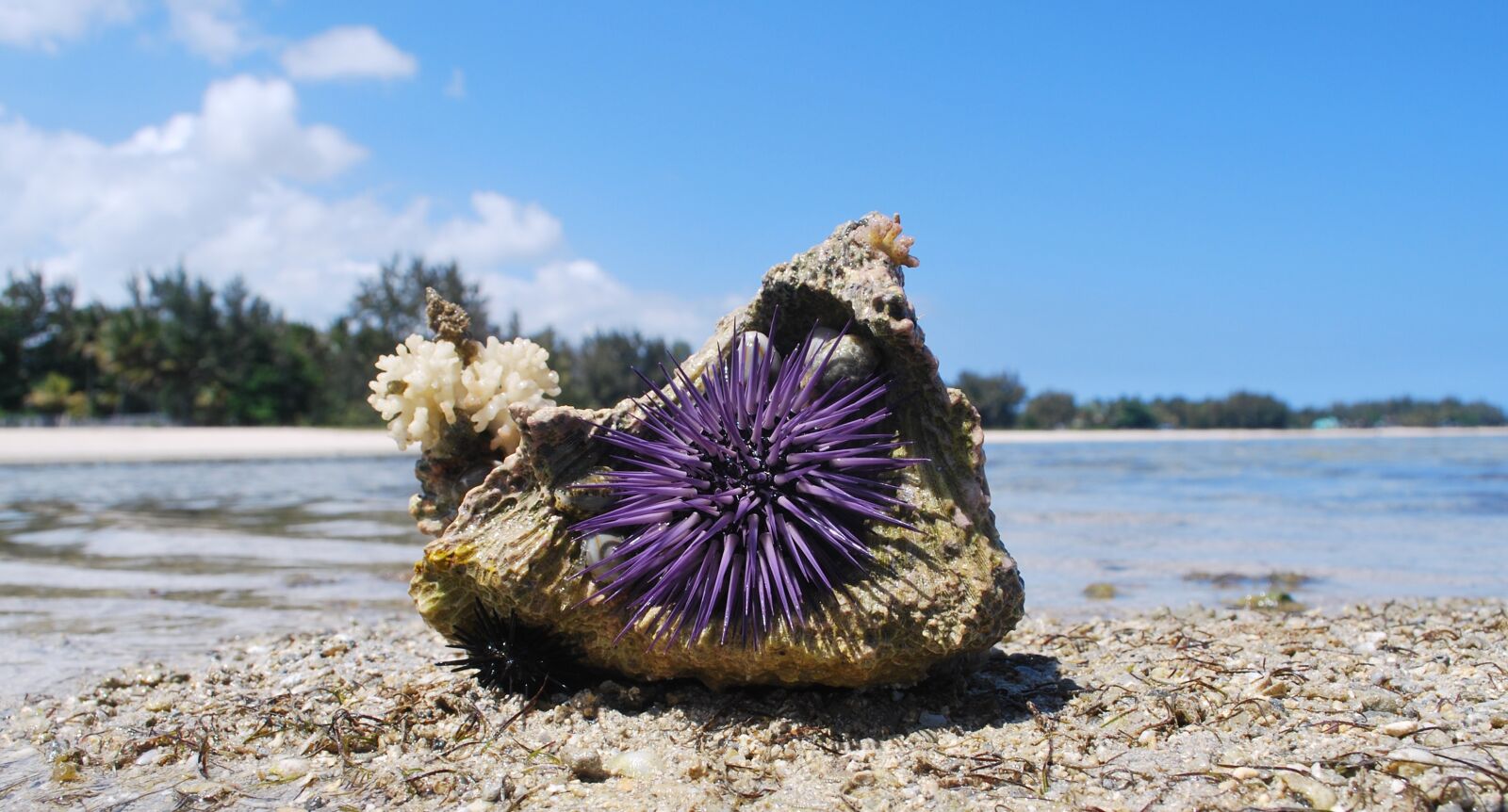 Nikon D60 sample photo. Nature, shell, urchin photography