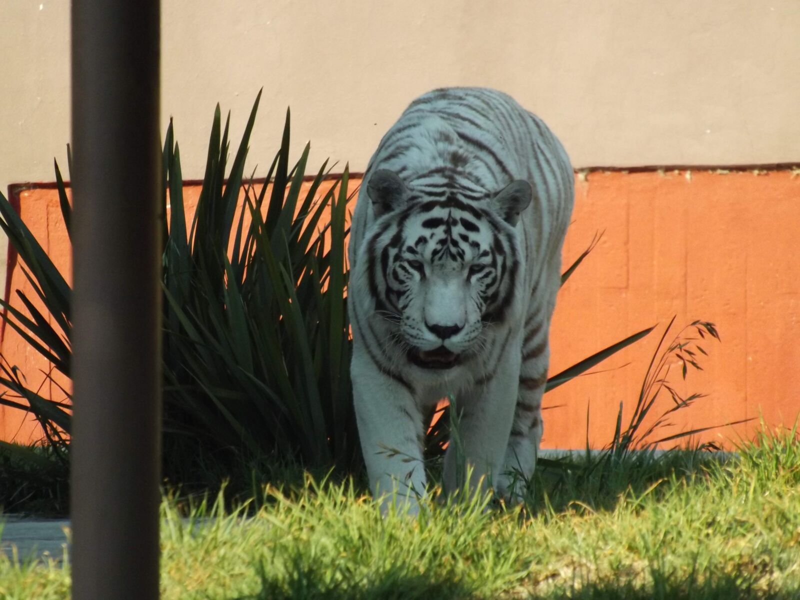Fujifilm FinePix S4500 sample photo. Animal, tigre, tigre blanco photography