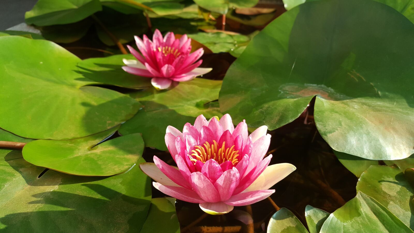 Samsung Galaxy Note5 sample photo. Red lotus, nymphaea alba photography