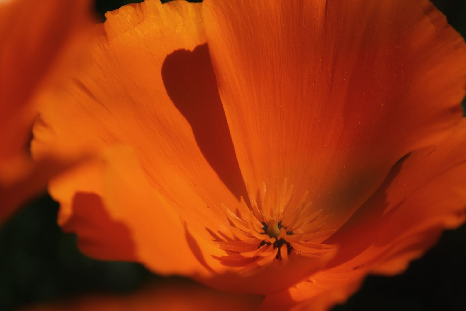 Canon EOS 1200D (EOS Rebel T5 / EOS Kiss X70 / EOS Hi) sample photo. Poppies, flowers, field photography