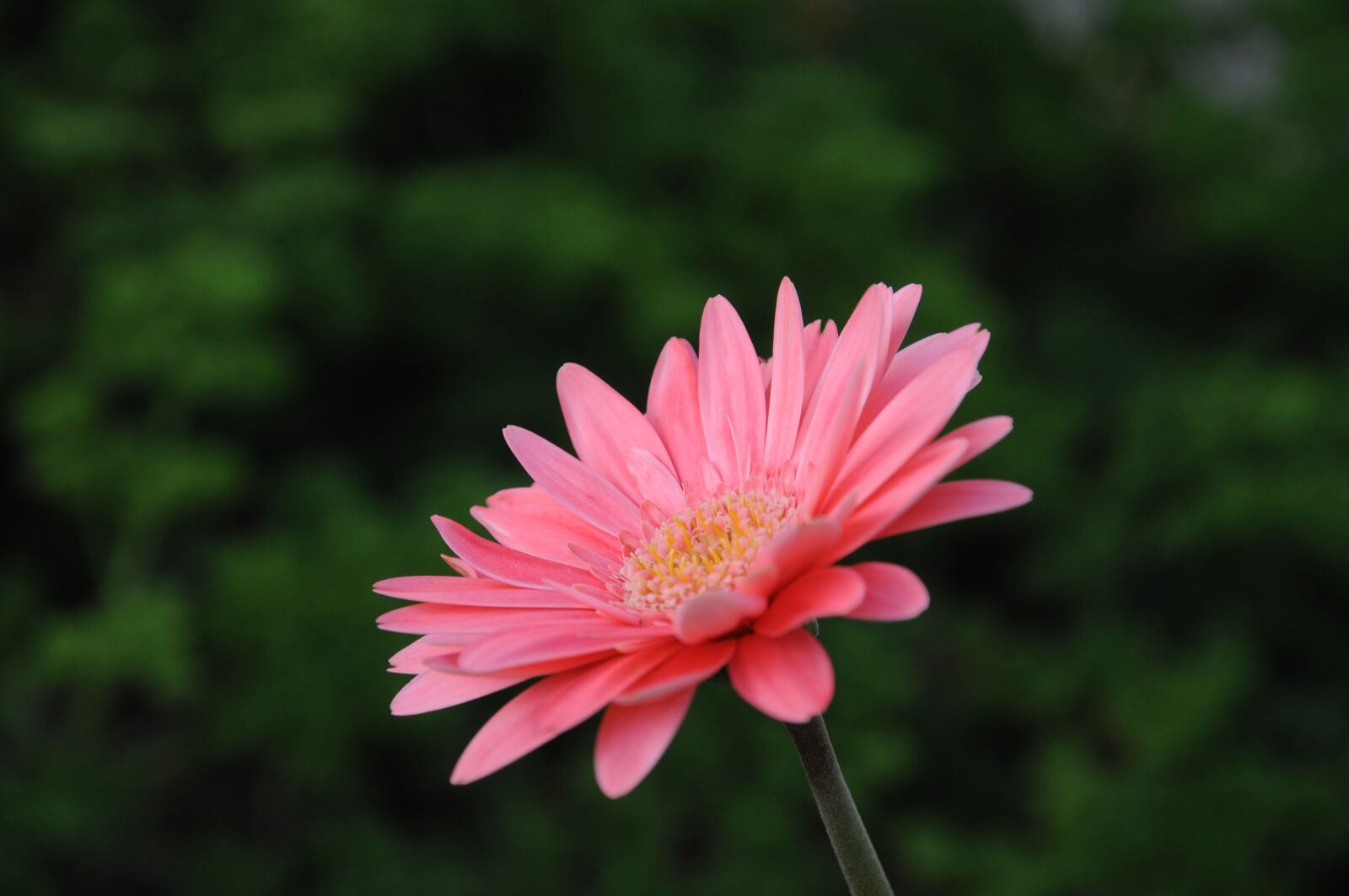 Nikon D90 sample photo. Gerbera viridifolia, perennial plant photography