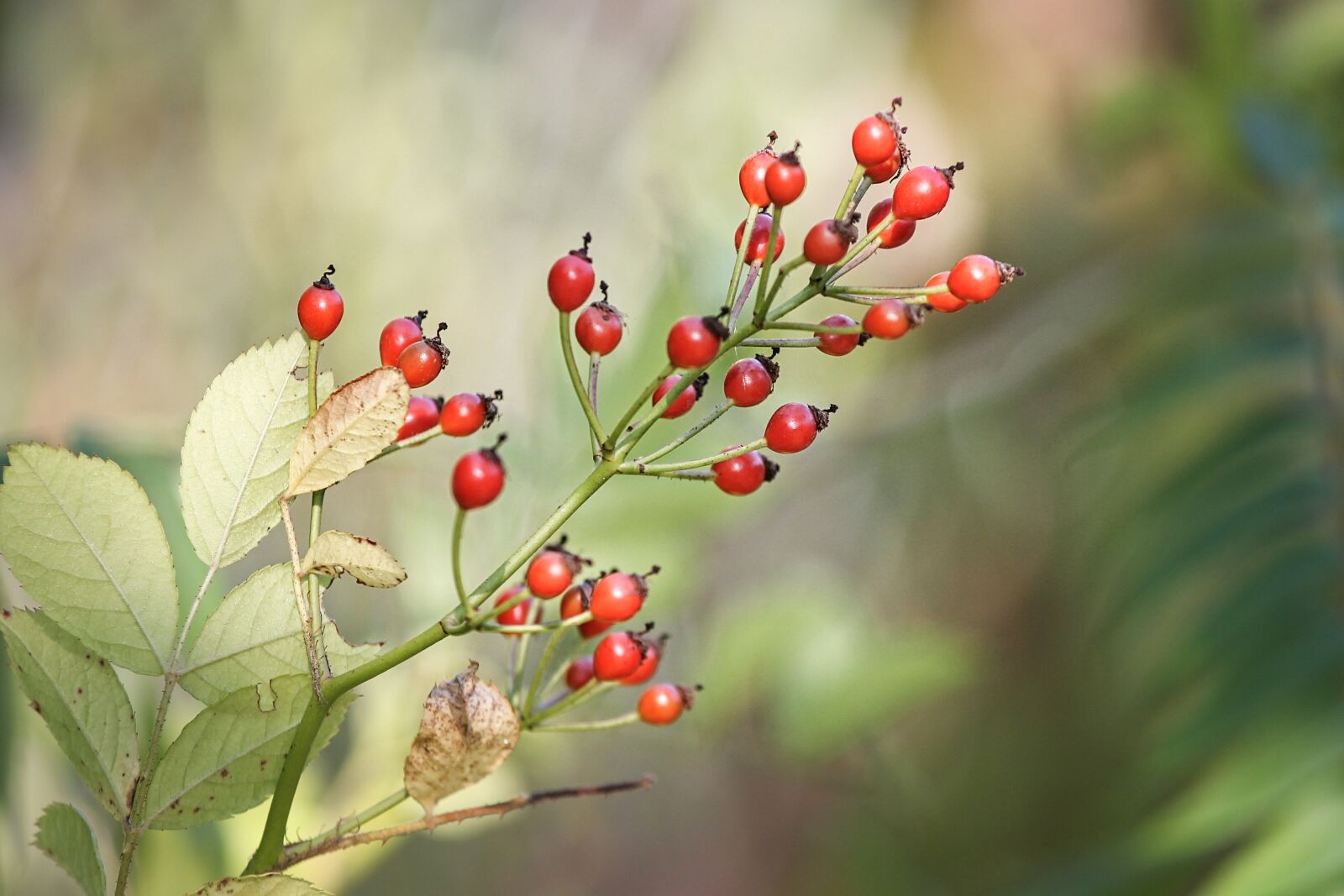 Canon EOS 1100D (EOS Rebel T3 / EOS Kiss X50) sample photo. Rose hip, bush, rosebush photography
