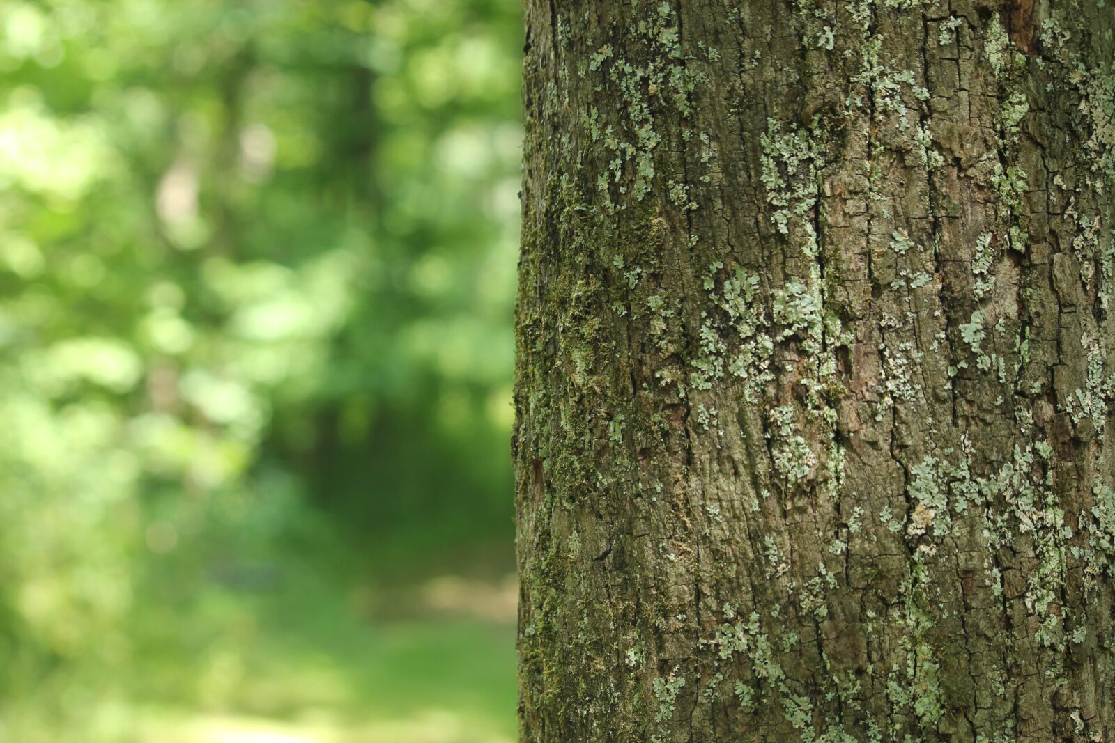Canon EOS 550D (EOS Rebel T2i / EOS Kiss X4) sample photo. Tree, forest, background photography