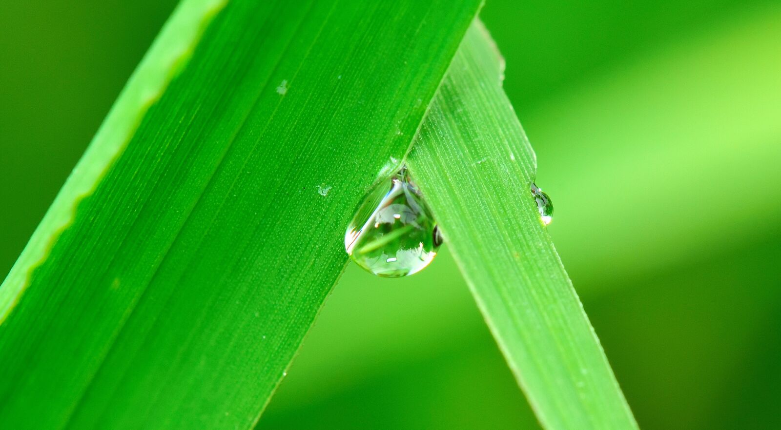 Nikon D5300 sample photo. Water, drop, grass photography