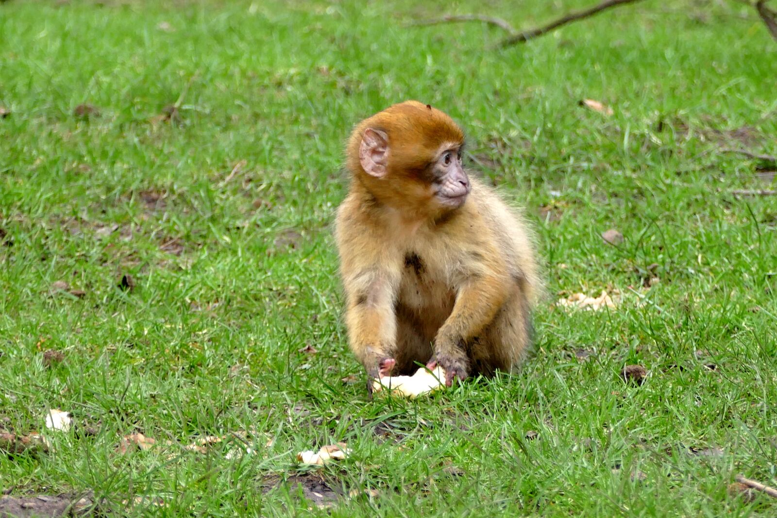 Panasonic Lumix DMC-FZ1000 sample photo. Ape, monkey, animal photography
