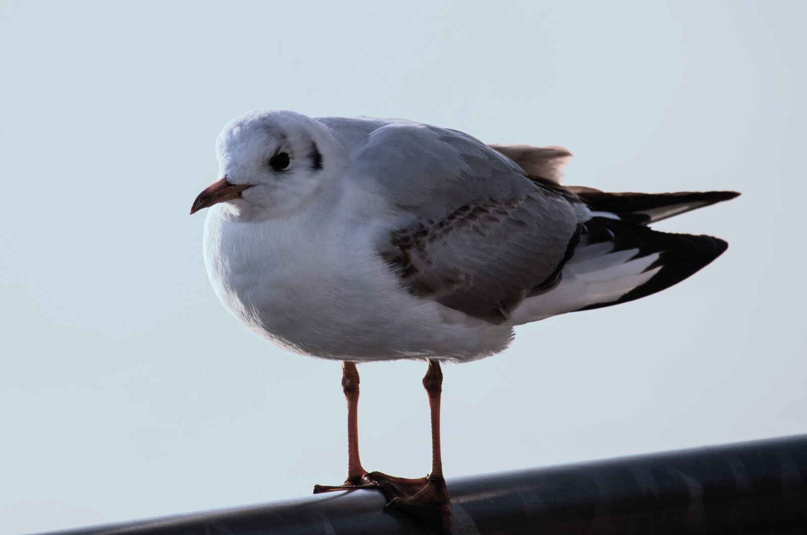 Canon EF-S 55-250mm F4-5.6 IS STM sample photo. Seagull, bird, animal photography