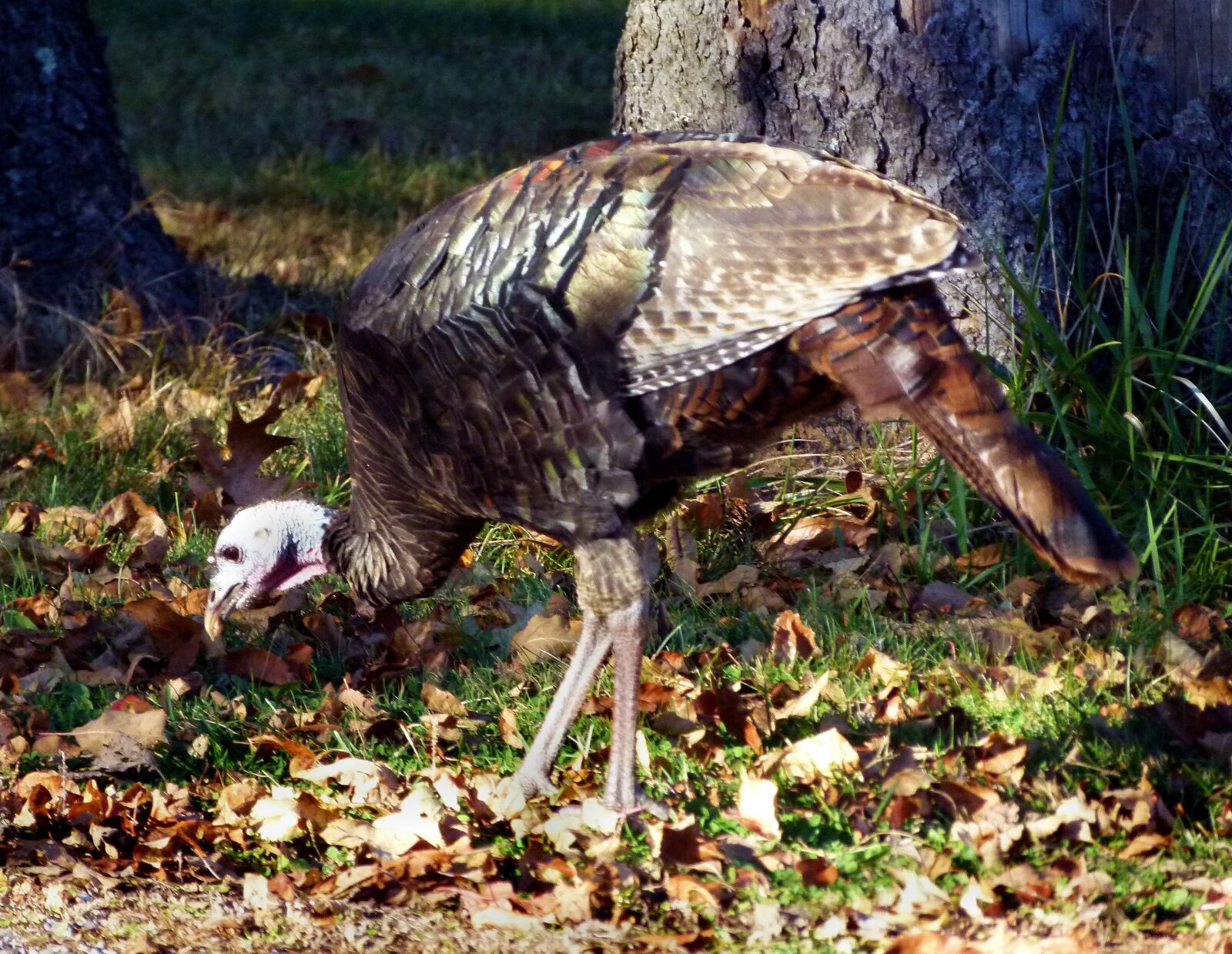 Panasonic Lumix DMC-FZ100 sample photo. Turkey, wild turkey, wild photography