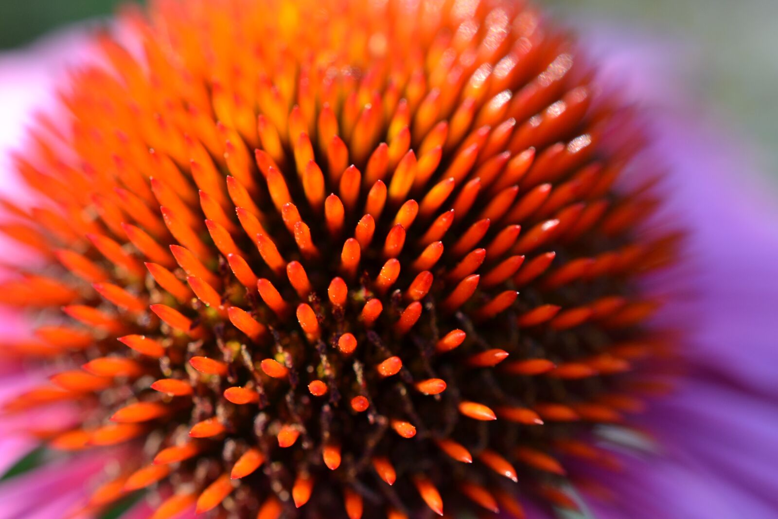 Nikon D3100 sample photo. Flower, perennial, coneflower photography