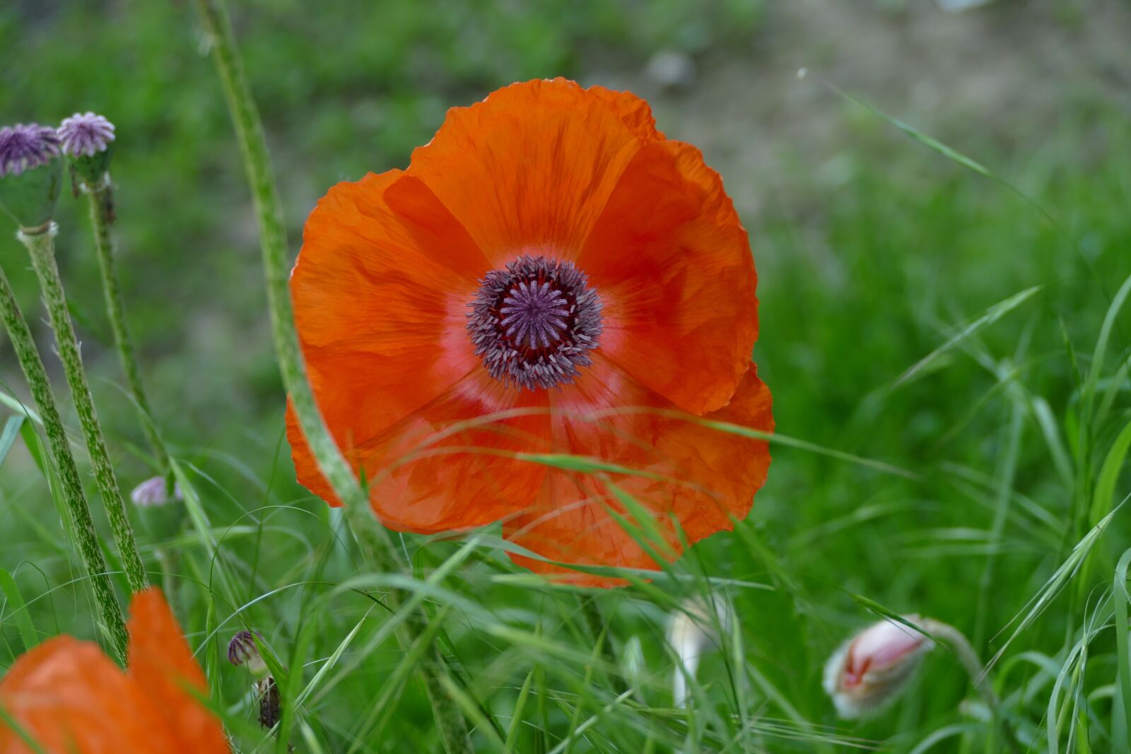 Panasonic Lumix DMC-FZ1000 sample photo. Oriental poppy, flower, blooming photography