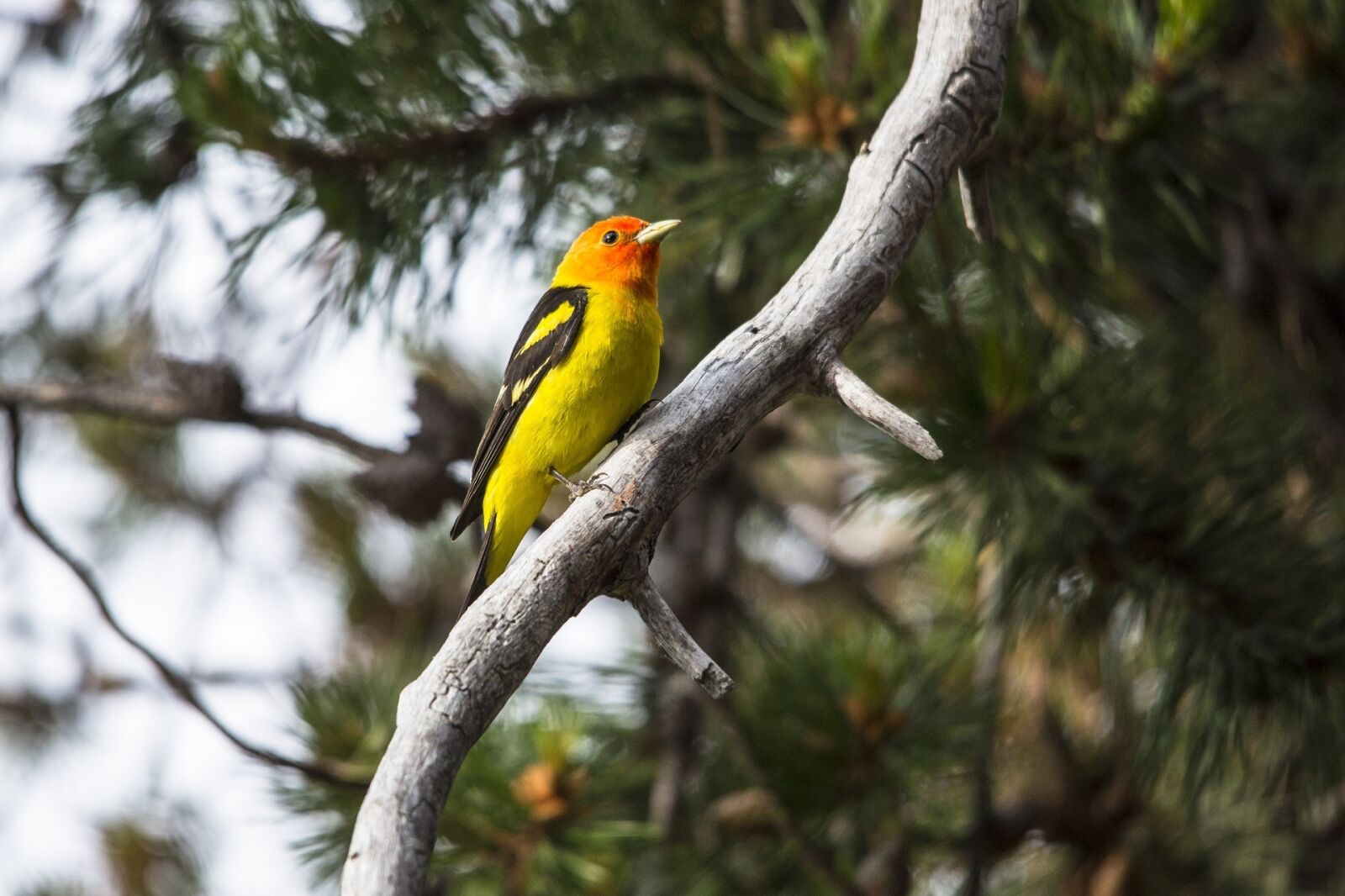 Canon EOS 5D Mark III sample photo. Western tanager, songbird, portrait photography
