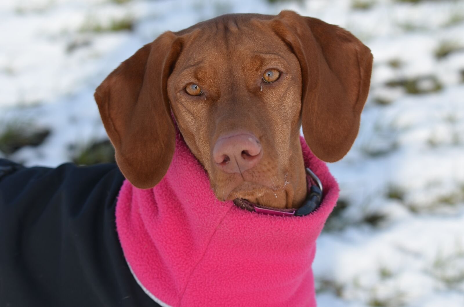 Nikon D5100 sample photo. Canine, dog, head photography