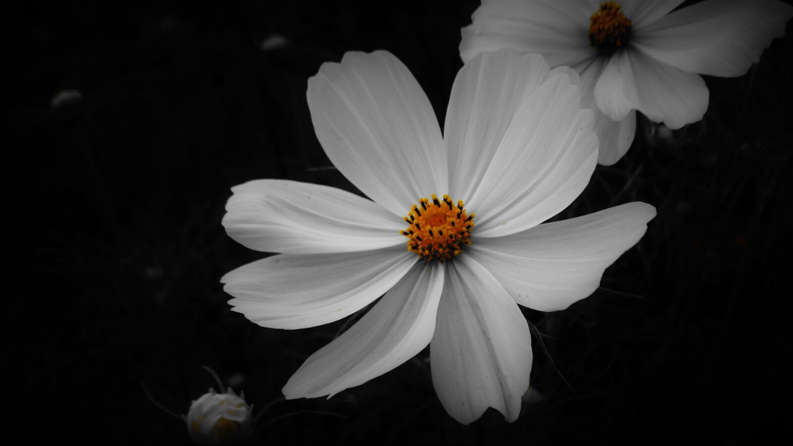 Sony Cyber-shot DSC-HX300 sample photo. Flower, plant, beautiful photography