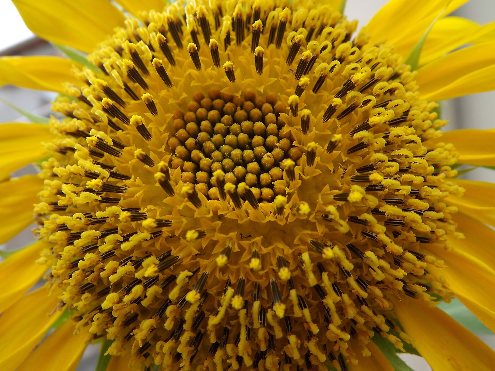 FujiFilm FinePix S4000 (FinePix S4050) sample photo