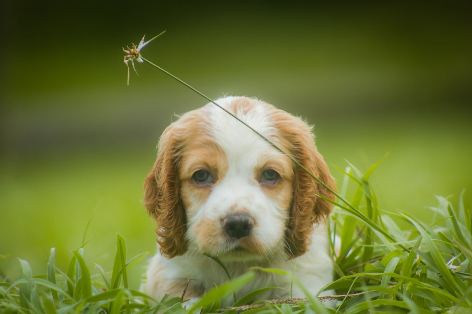 Canon EOS 600D (Rebel EOS T3i / EOS Kiss X5) sample photo. Puppy, dogs, female photography