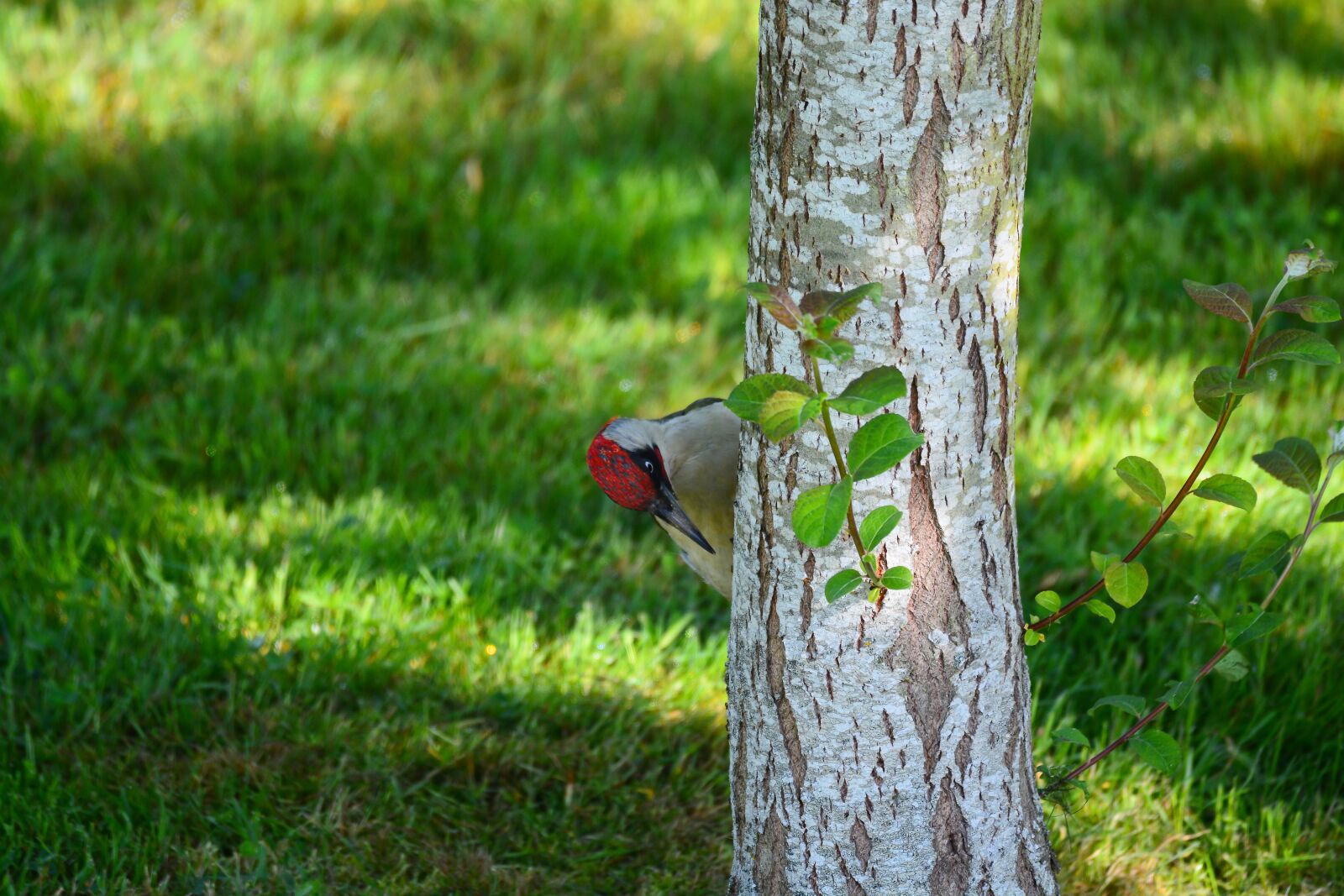 Nikon D7100 sample photo. Green woodpecker, bird, nature photography