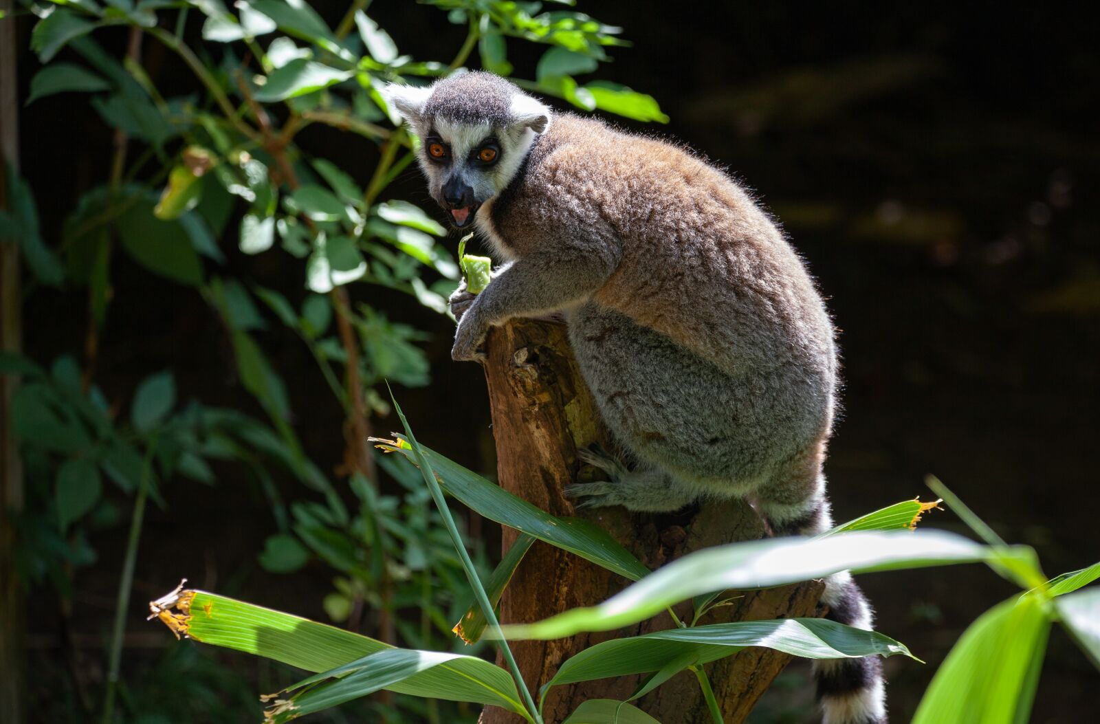150-600mm F5-6.3 DG OS HSM | Contemporary 015 sample photo. Ring tailed lemur, black photography