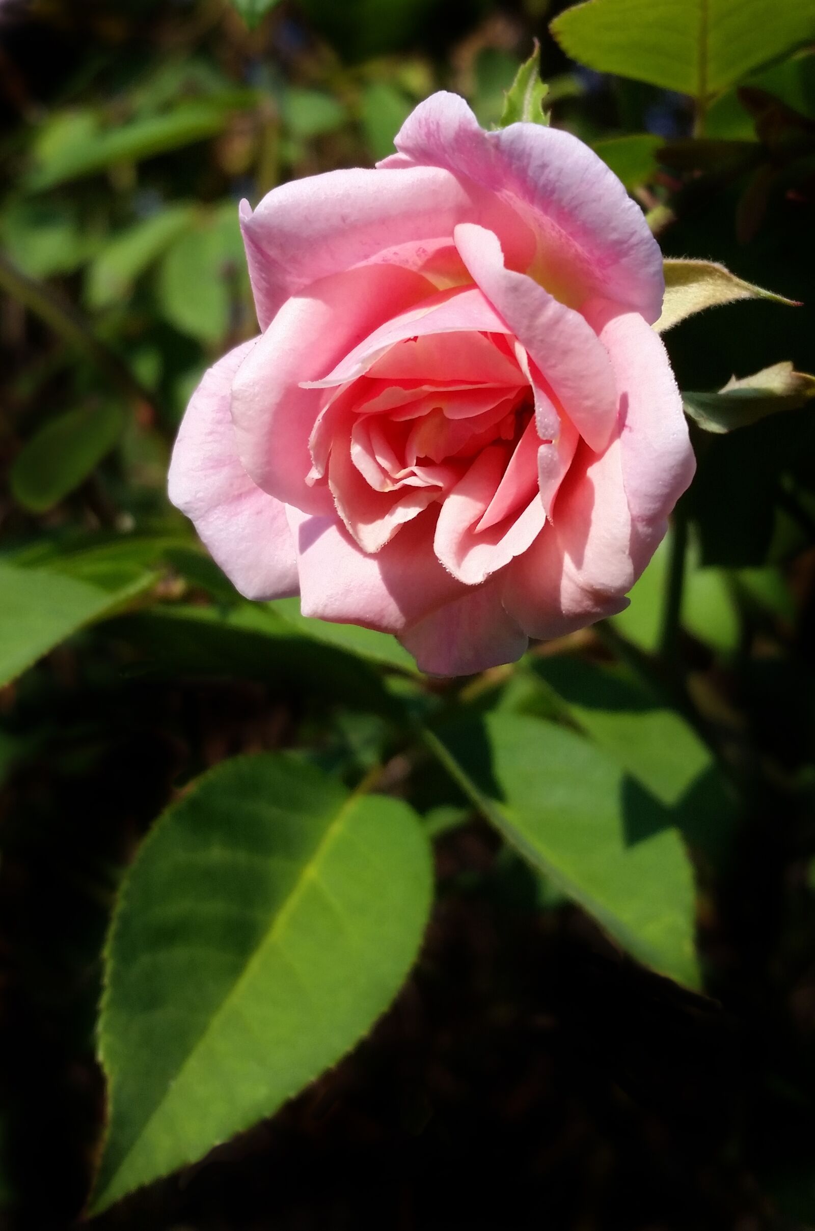Samsung Galaxy S5 sample photo. Flower, pink, rose photography