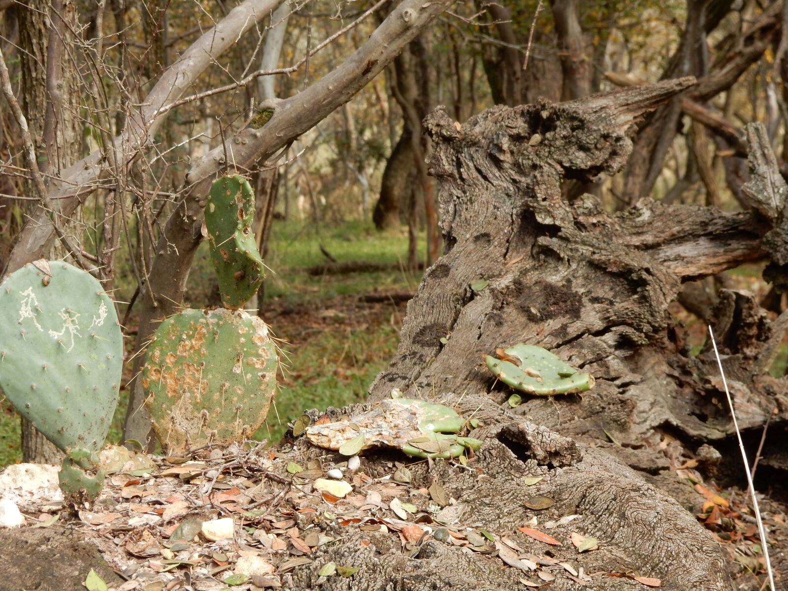 Nikon Coolpix S9900 sample photo. Cacti, tree photography