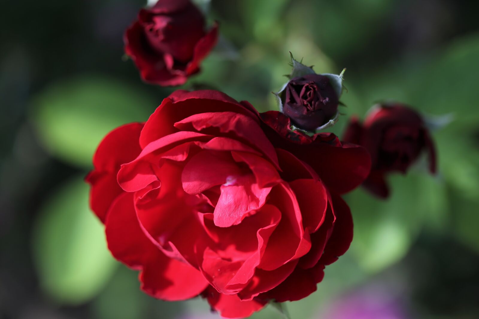 Canon EOS 6D + Canon EF 100mm F2.8 Macro USM sample photo. Red rose, lily marlene photography