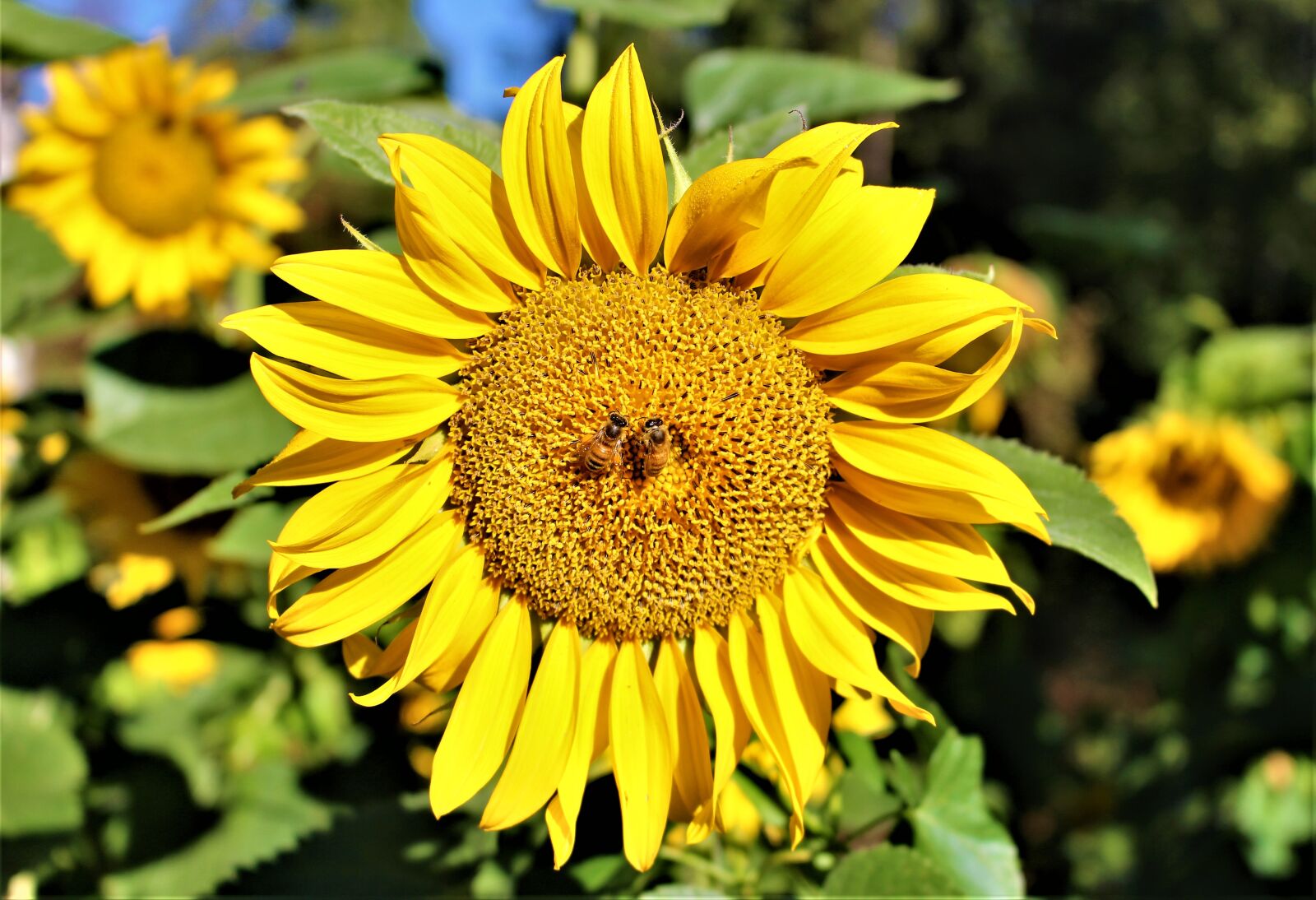 Canon EOS 700D (EOS Rebel T5i / EOS Kiss X7i) sample photo. Flowers, bee, garden photography
