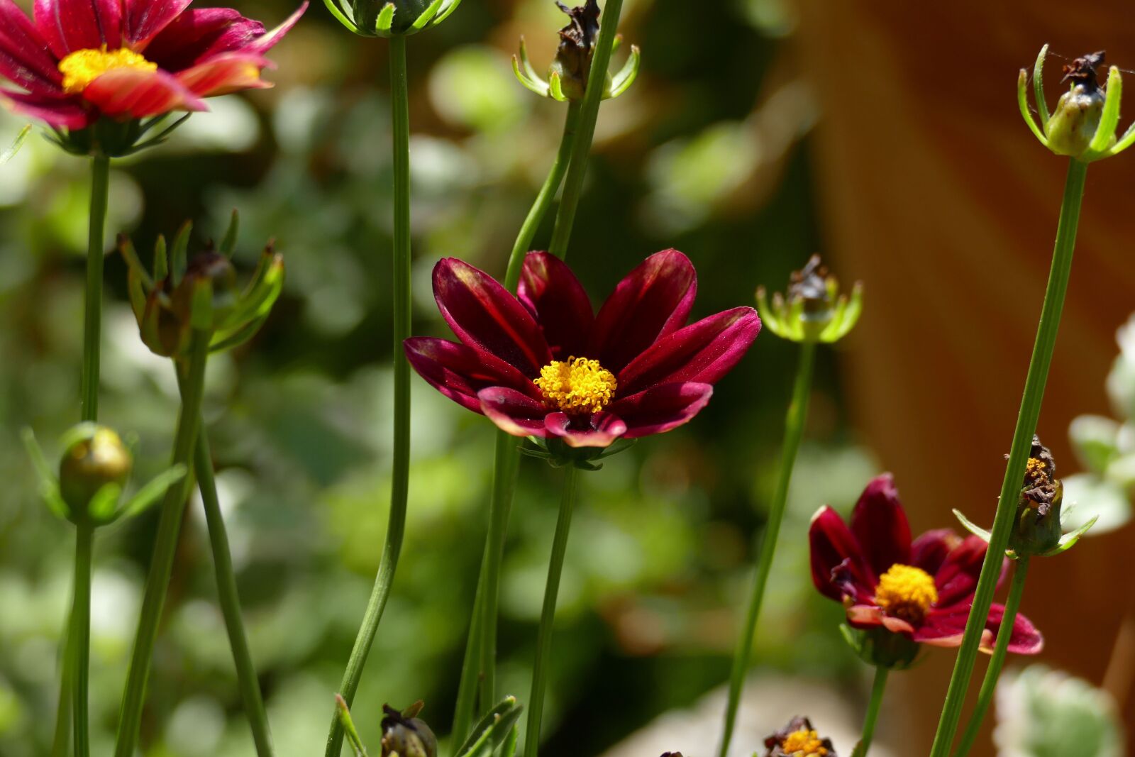 Panasonic Lumix DMC-FZ1000 sample photo. Red eye girl, garden photography