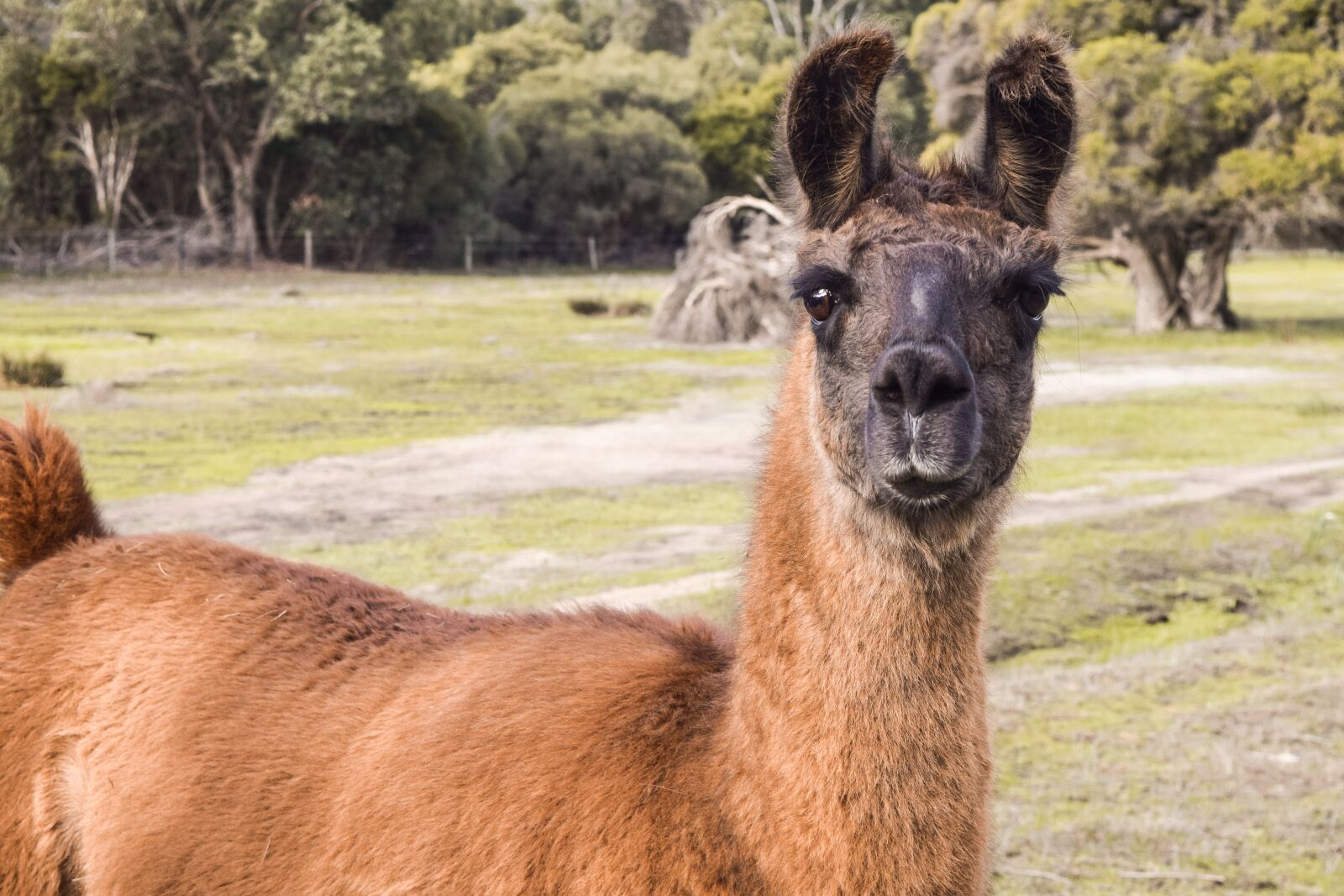 Nikon D3300 sample photo. Llama, alpaca, grass photography