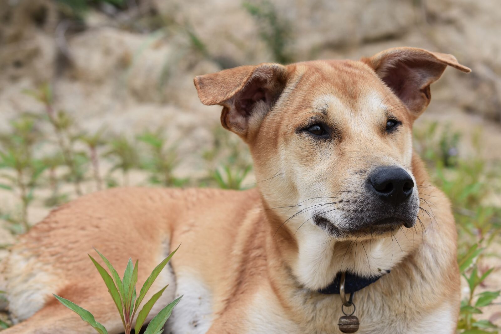 Nikon D3400 sample photo. Dog, laying down, collar photography