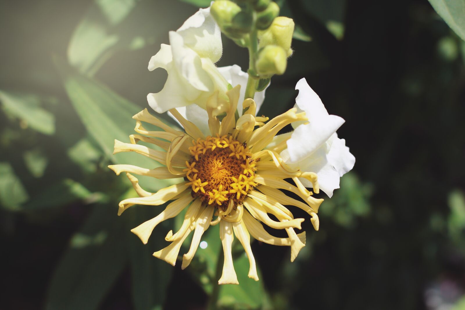 Canon EOS 700D (EOS Rebel T5i / EOS Kiss X7i) sample photo. Yellow flower, flower, summer photography