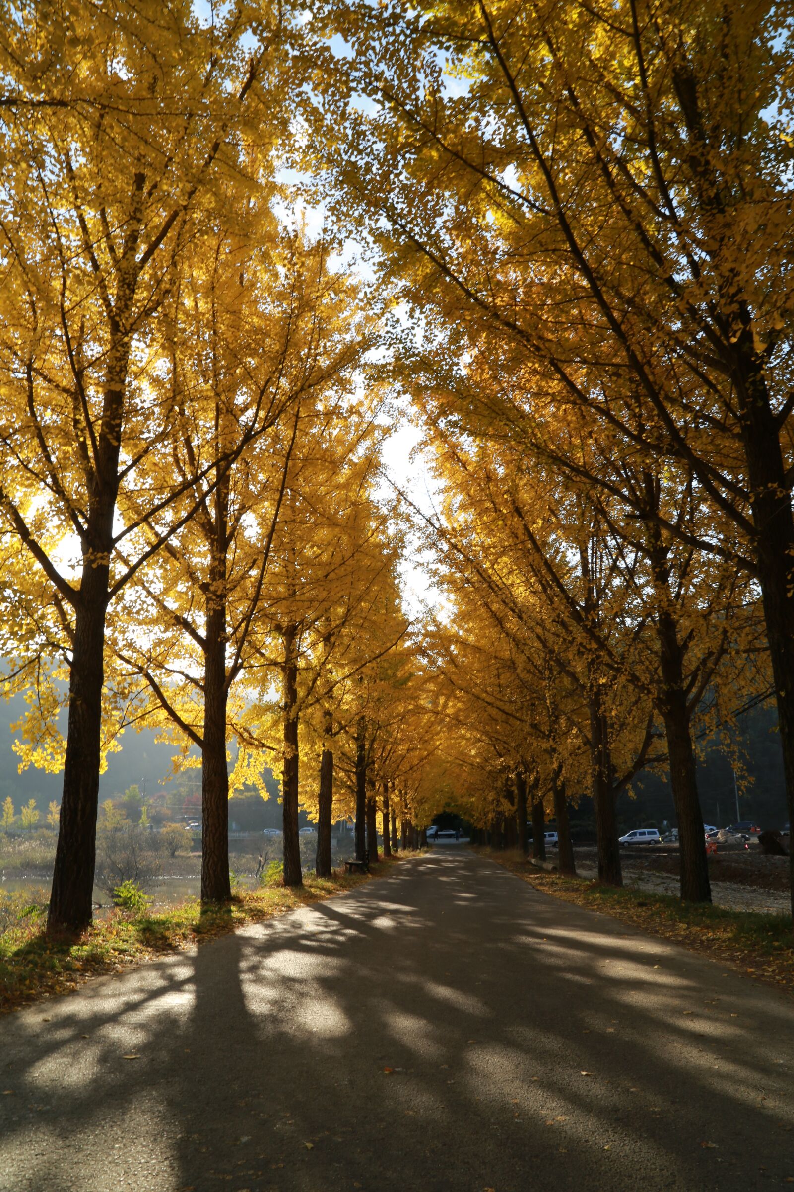 Canon EOS 6D + Canon EF 24-105mm F4L IS USM sample photo. Ginkgo, autumn leaves, morning photography