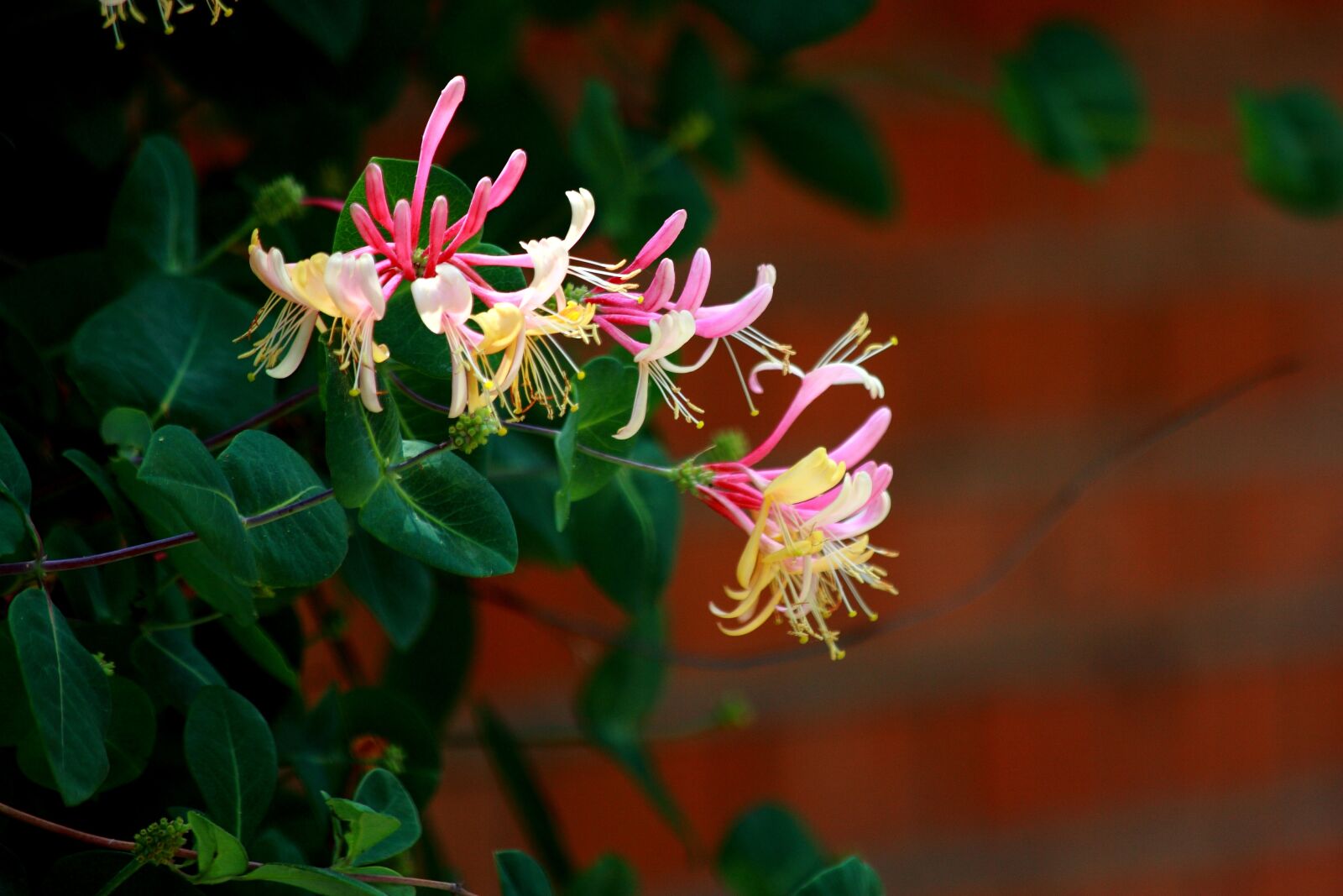 Canon EOS 5D Mark II sample photo. Flowers, nature, plants photography