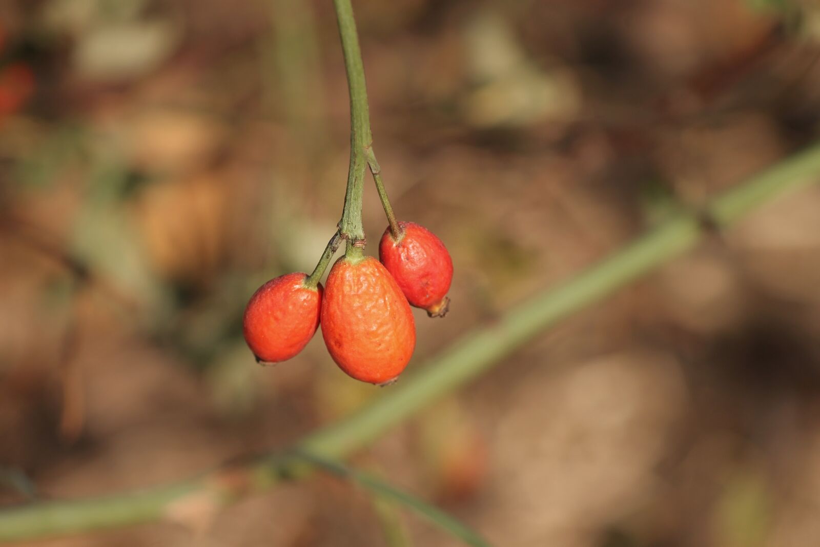 Canon EOS 1100D (EOS Rebel T3 / EOS Kiss X50) sample photo. Rose hip, bush, rosebush photography