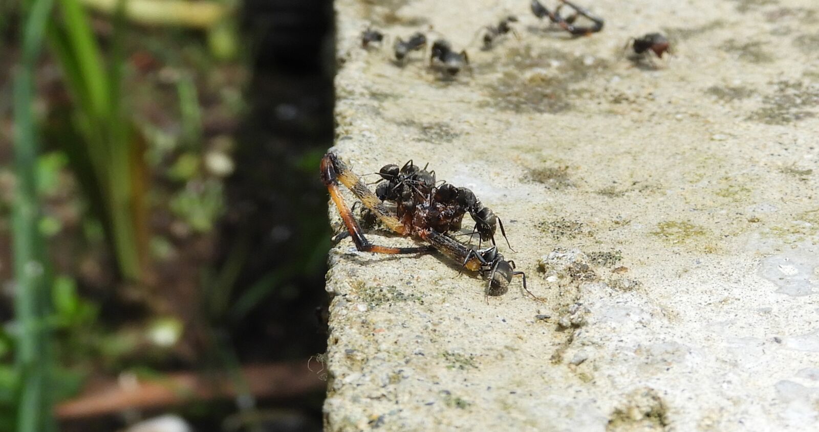 Nikon Coolpix B700 sample photo. Macro, insects, macro spider photography