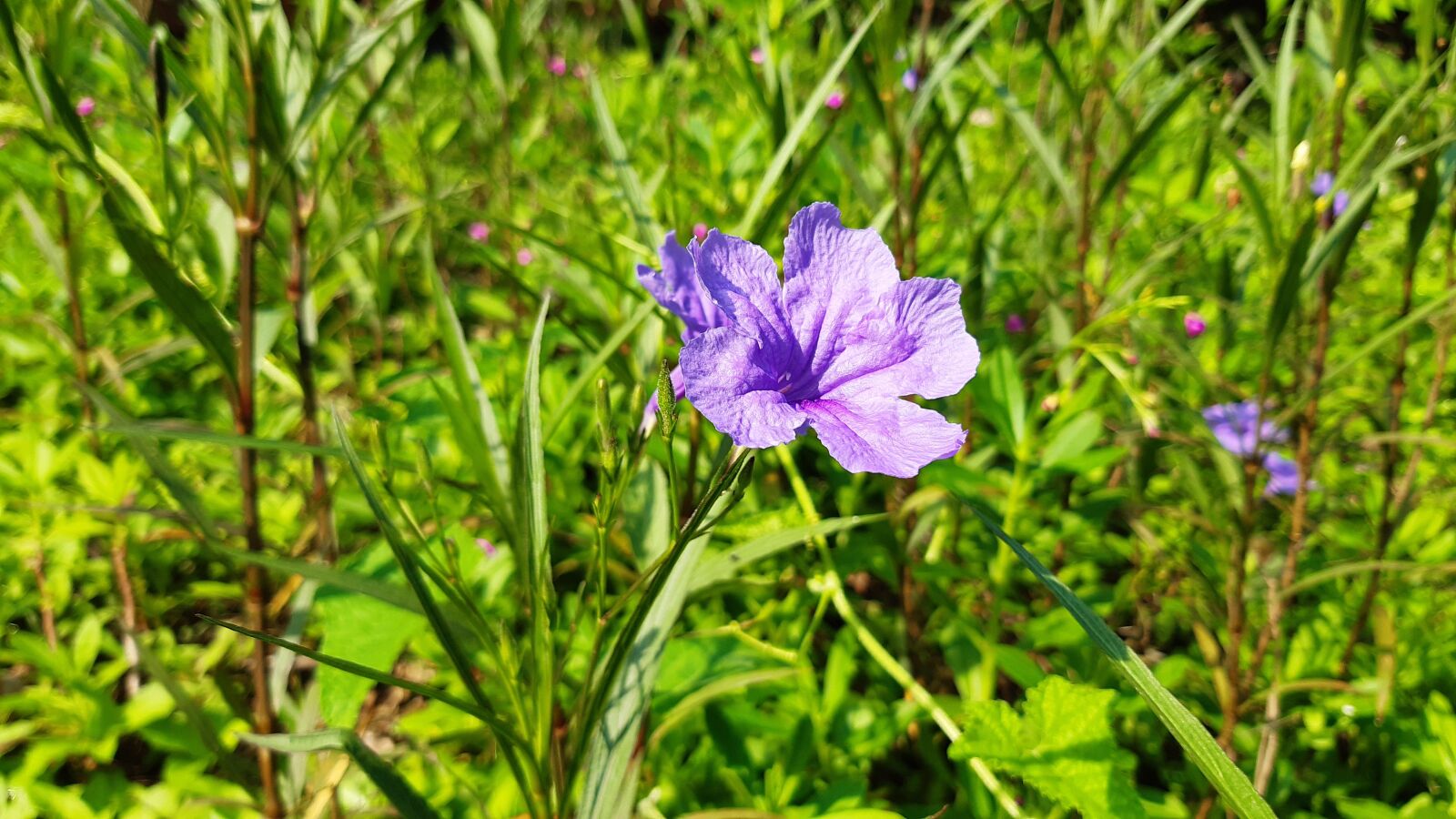 Samsung Galaxy A30 sample photo. Flower, green, garden photography