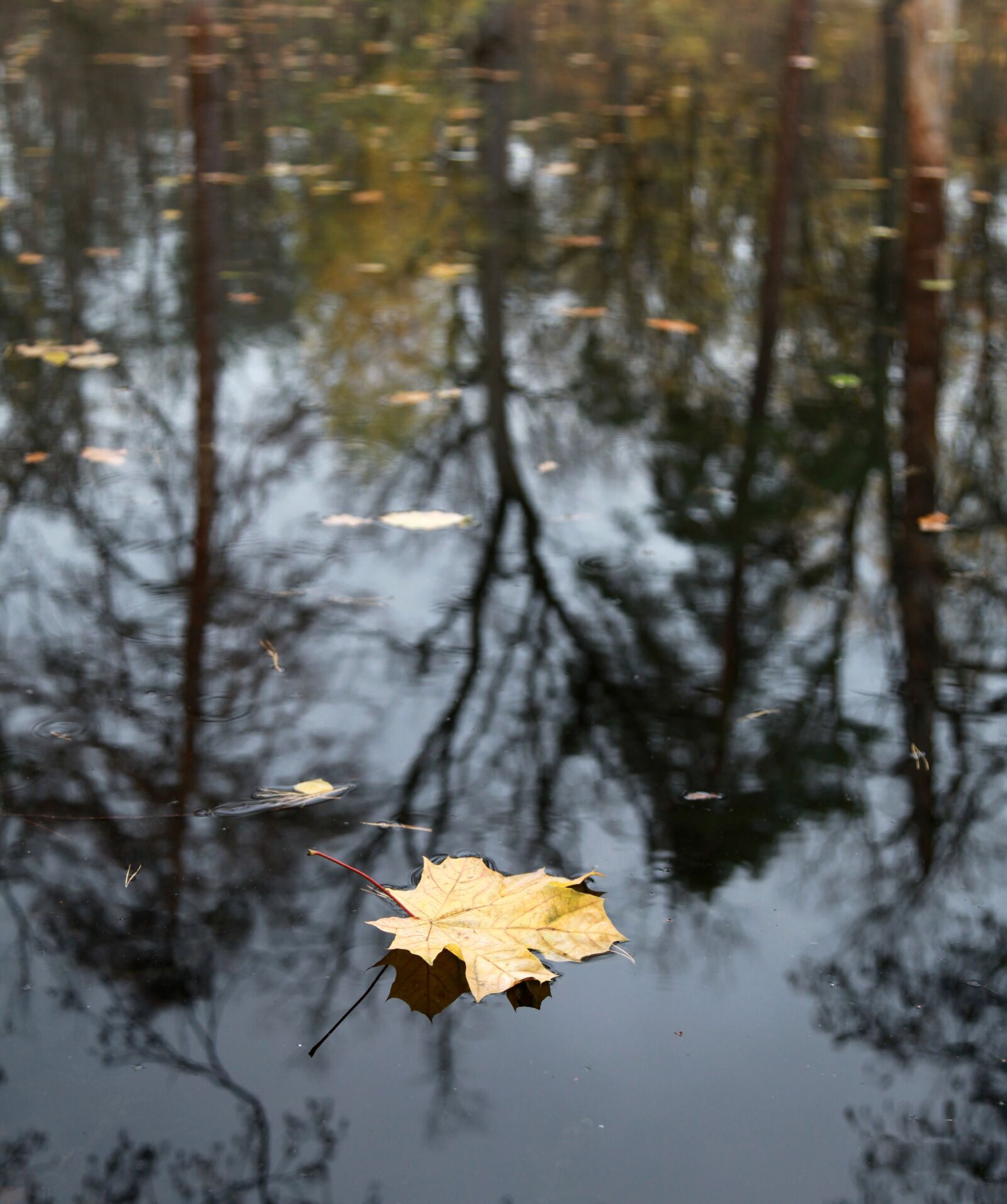 Canon EOS 5D Mark II sample photo. Autumn, late autumn, fall photography