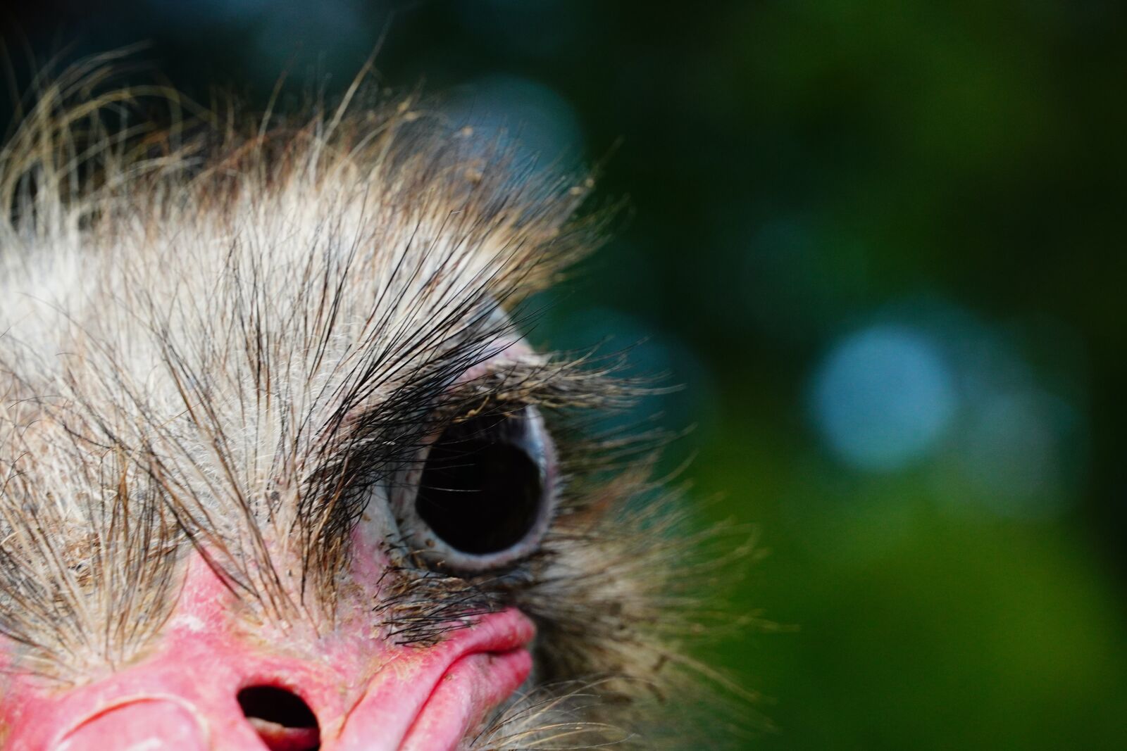 Sony a6400 sample photo. Ostrich, head, bird photography