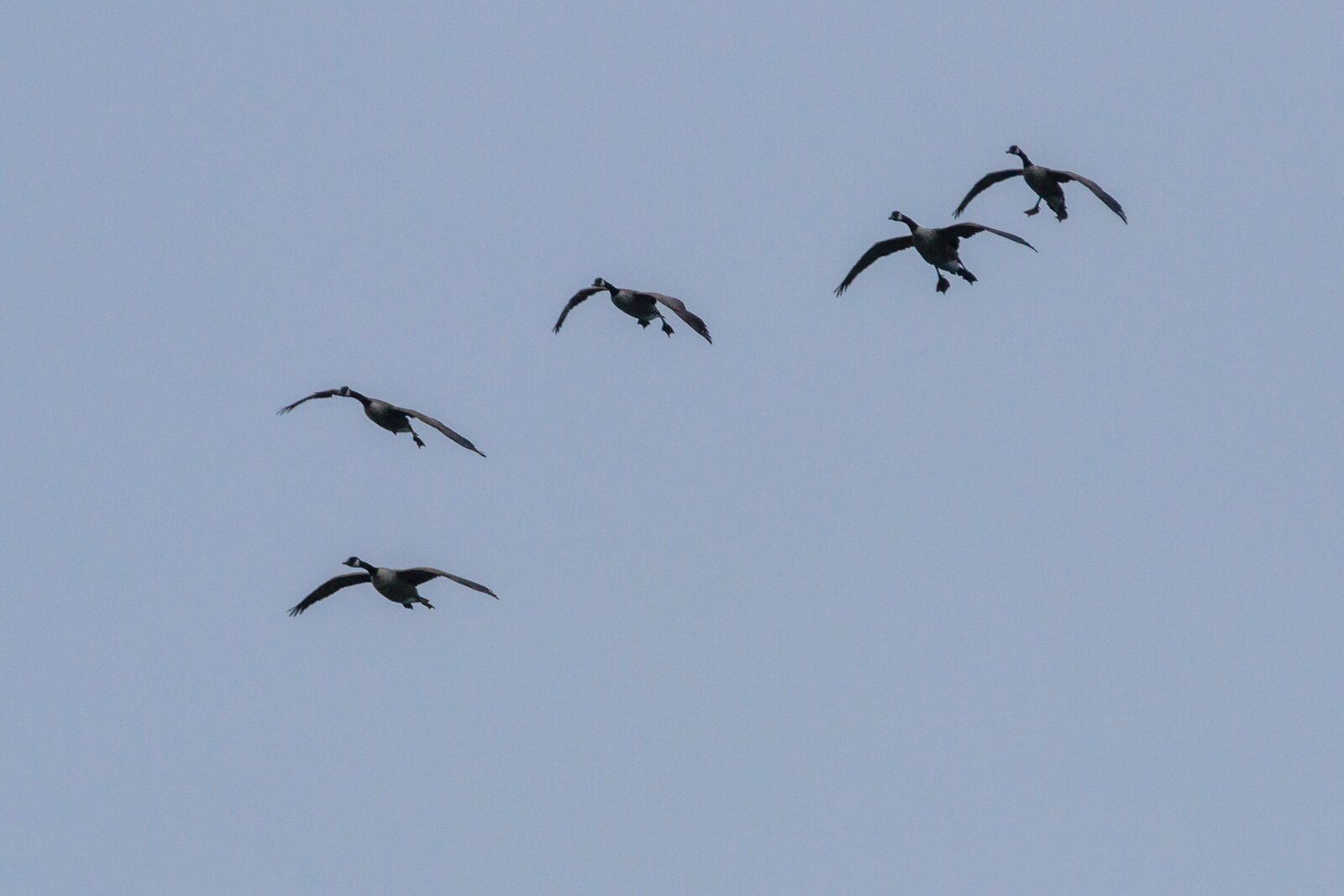 Canon EOS 80D sample photo. Geese, birds, nature photography