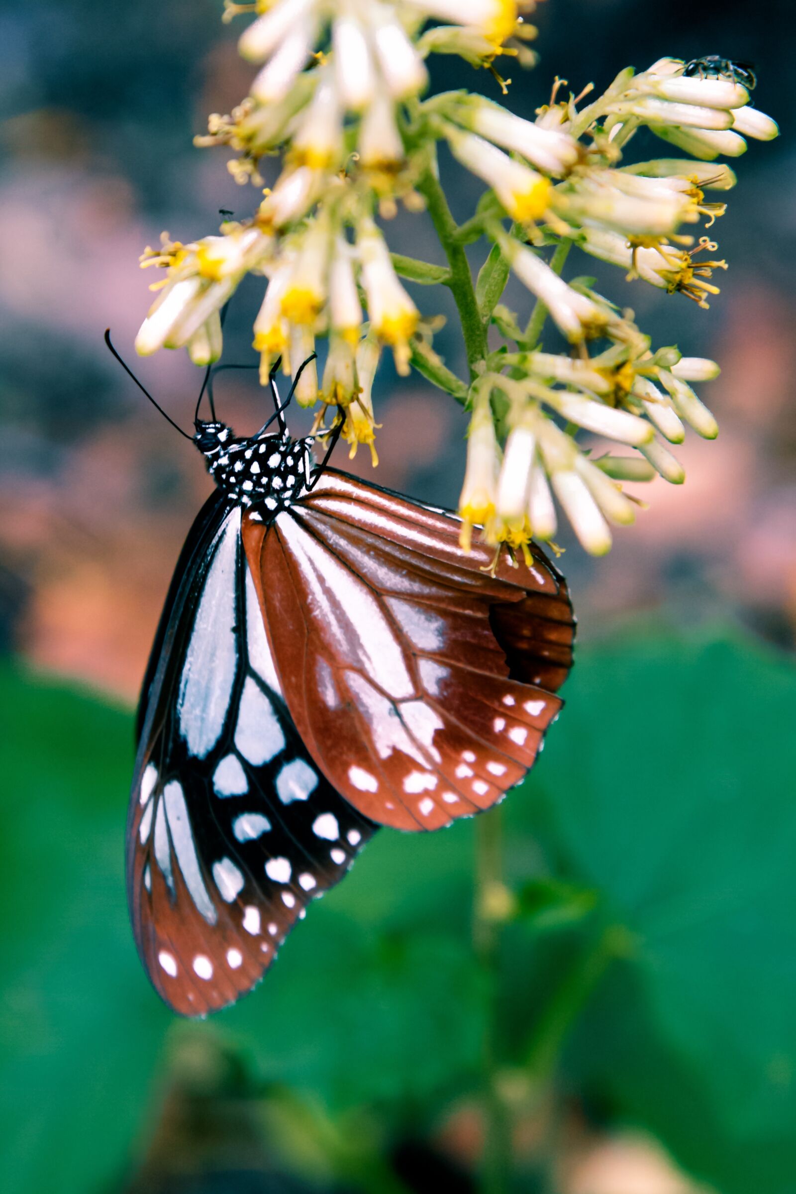 Canon EOS 6D + Canon EF 24-105mm F4L IS USM sample photo. Butterfly, insect, natural photography
