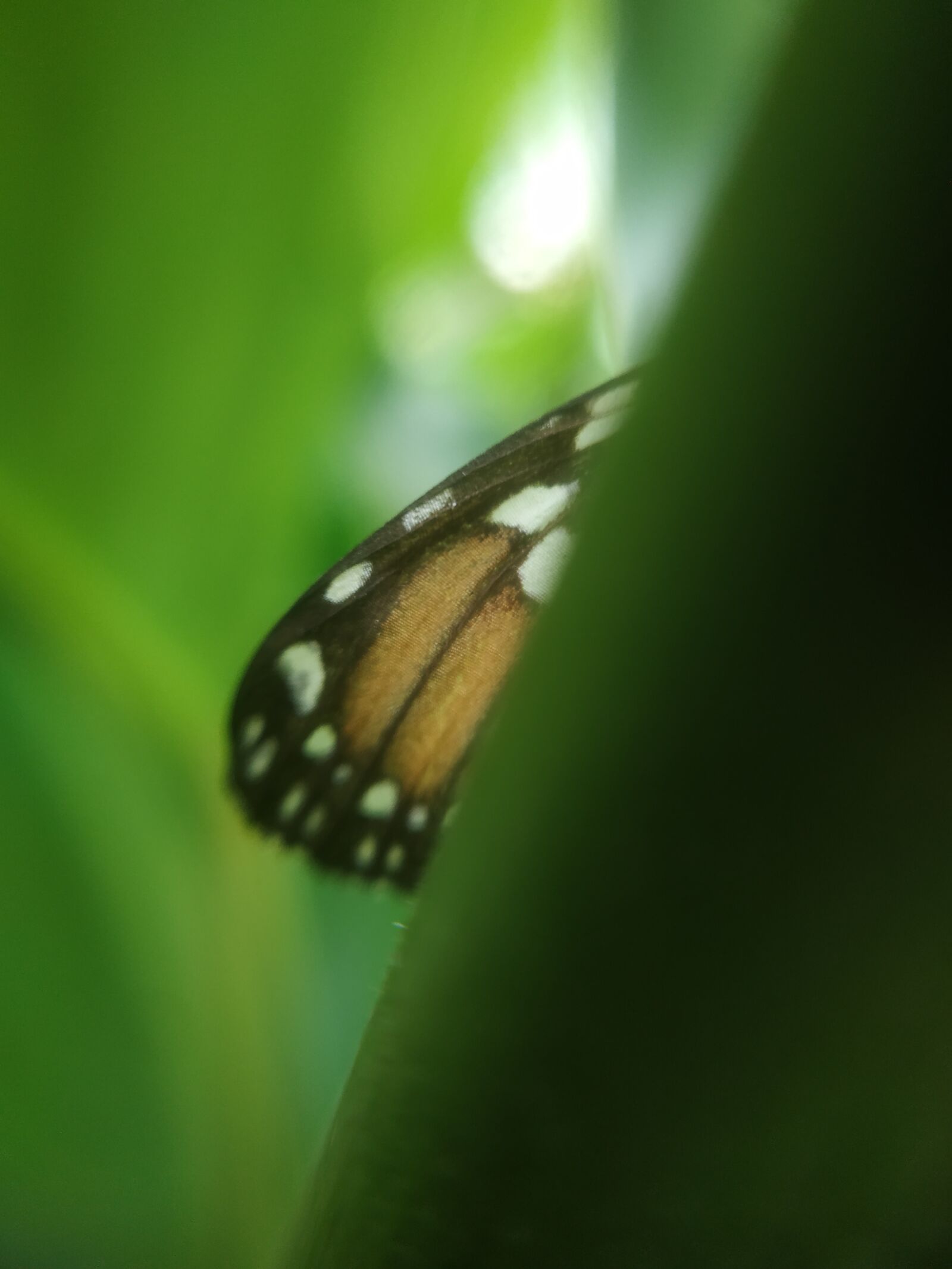 Xiaomi Redmi Note 5 sample photo. Naturaleza, mariposas, verdes photography
