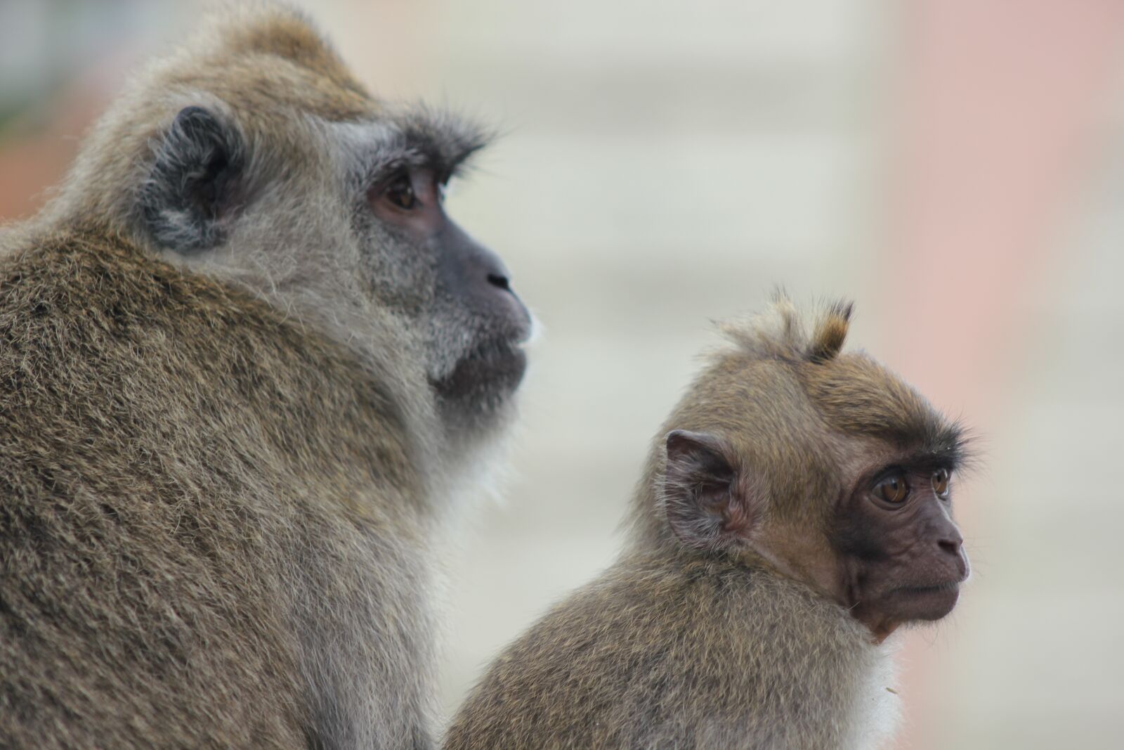 Canon EOS 550D (EOS Rebel T2i / EOS Kiss X4) sample photo. Monkey, portrait, nature photography